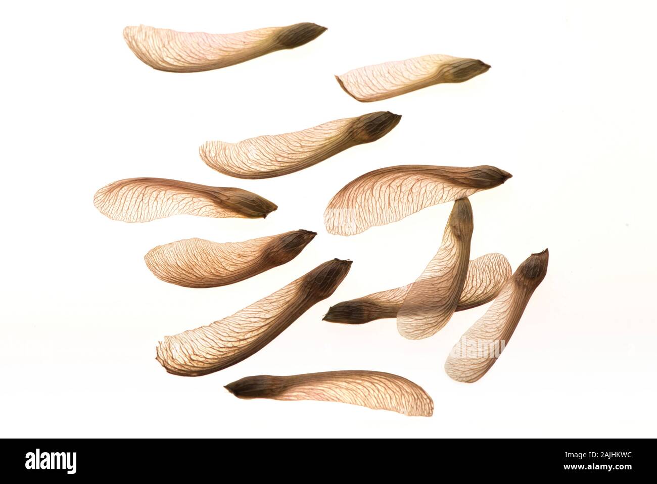 Several Maple seeds on white - backlit Stock Photo