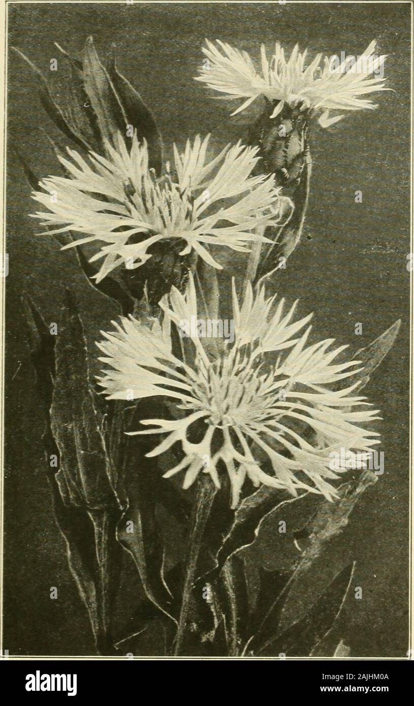 Farquhar's autumn catalogue : 1911 . e(/. Centaurea Macrocephala. Large golden-yellowflower, much esteemed for cutting; Jiilv to Sept. 3 ft . Montana. Large violet flowers, valuable for  cutting as well as for border clumps; July and Aug. 2 ft Montana Alba. Pure white Montana Rosea. Pink Cerastium Tomentosum. Snow in Summer. Desir-able low-growing plant with silvery foliage andwhite flowers; suitable for rockeries. 6 inches.Chelone Lyonii. Deep red flowers; June. 2 ft.Clematis Daxidiana. ? Pale blue flowers in whorls;adapted to partial shade; July to Sept. 3 ft.Recta. Pure white; bushy; July. Stock Photo