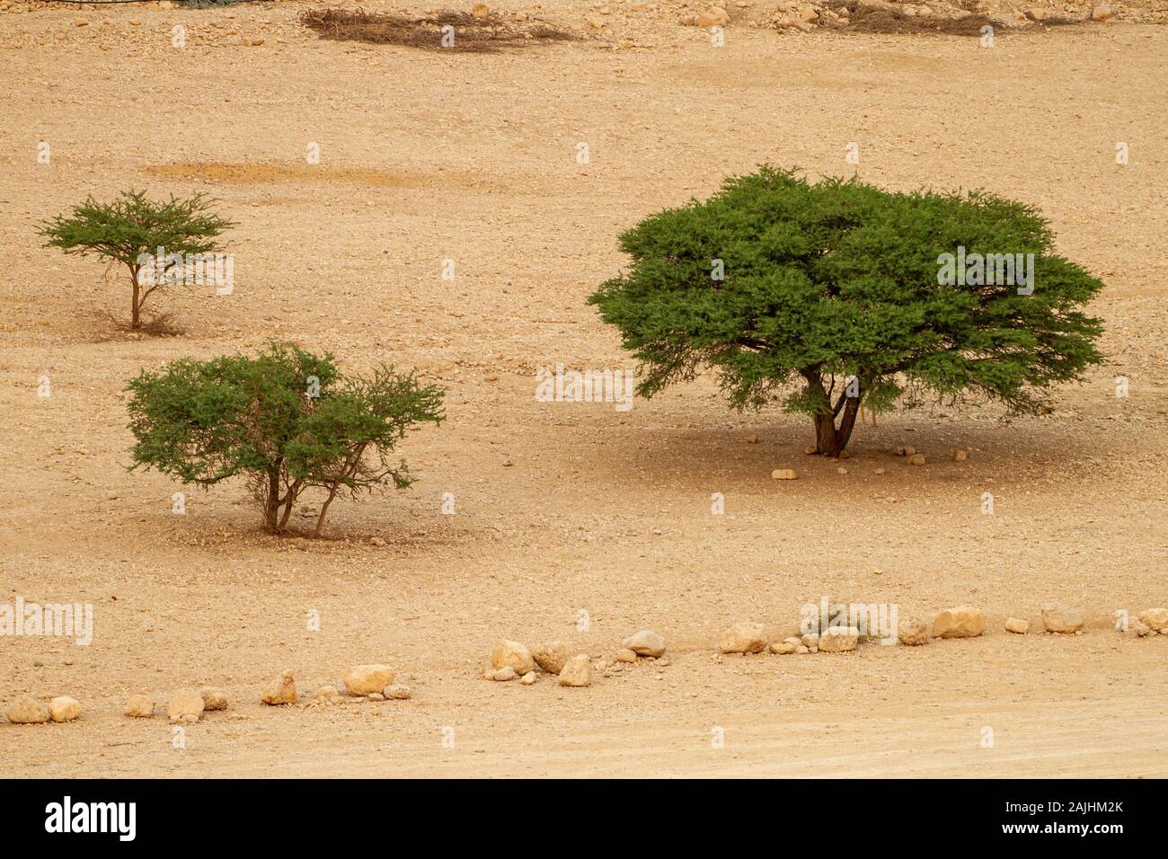 Acacia tree in the deserts of Israel Stock Photo