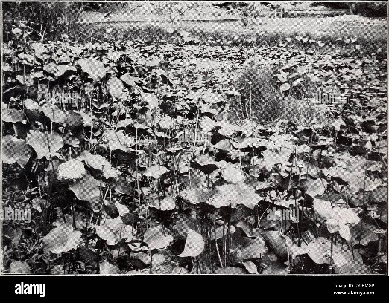 Report on the agricultural resources and capabilities of Hawaii . Fig. 1.—Algaroba Trees (Prosopis juliflora).. Fig. 2.—Lotus Pond. Stock Photo