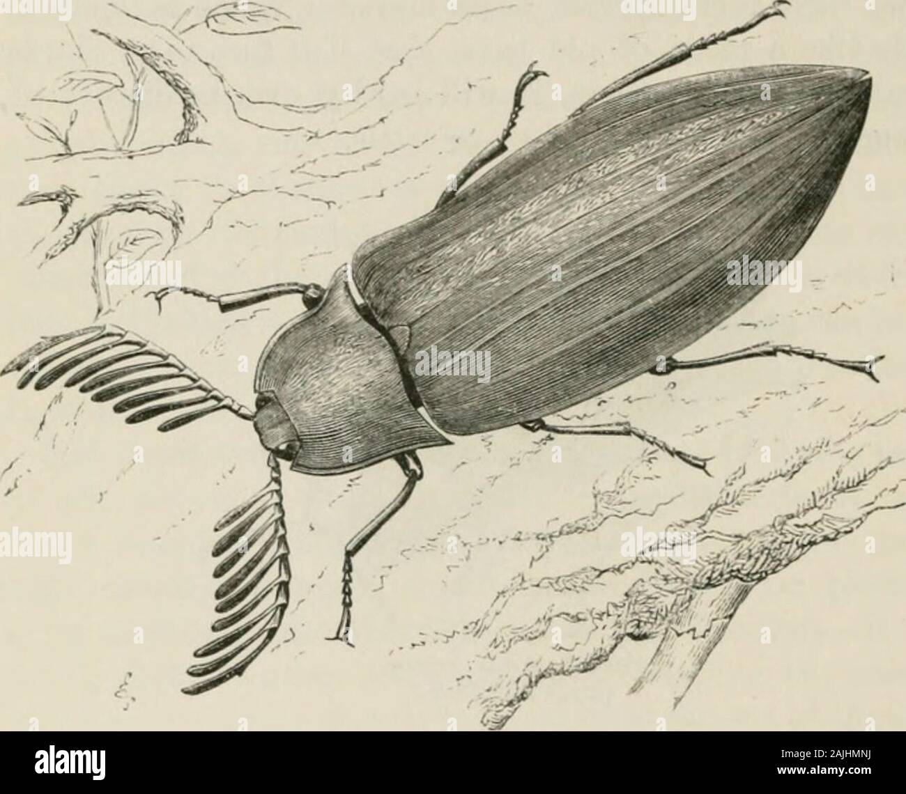 Insects abroad : being a popular account of foreign insects, their ...