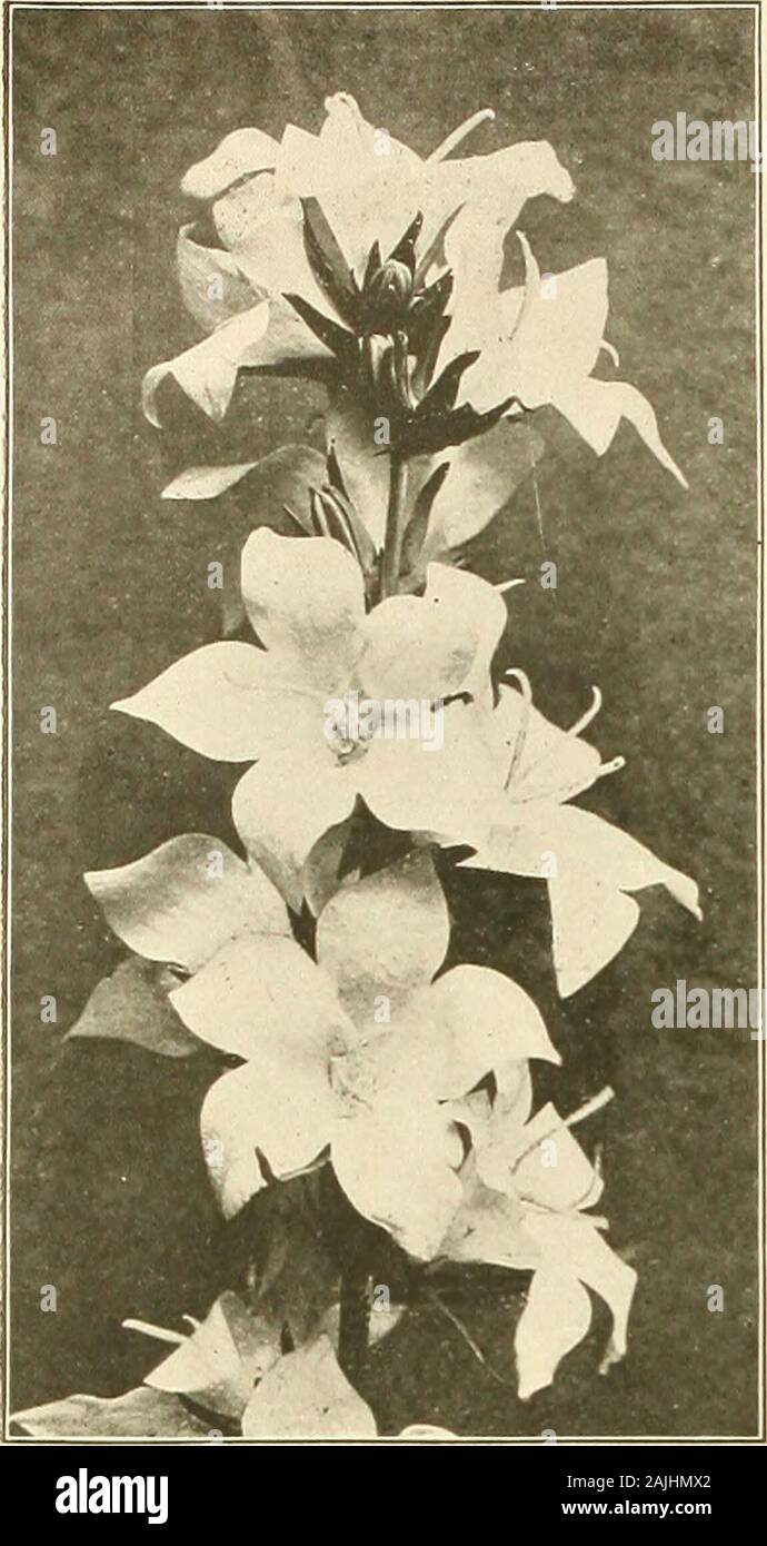 Farquhar's autumn catalogue : 1911 . Arabis Alpina. 4,^ Aquilegia, Farquhars Long-Spurred Hybrids. R. &. J. FARQUHAK & CO., BOSTON.. Campanula Grandis. a&gt;2 oo 2 .00 1-5°1-501.50 $1212 9 .00 HARDY PERENNIALS.—(7o«fV. Aster. JI!chacl)iias Daisy. Doz Alpinus Speciosus. Hardy Alpine Aster. One of the finest har- d}^ plants for all purposes; for border clumps, rockeries and for cutting; fine deep blue; June and July, i ft.Alpinus Speciosus Albus. White.Amethystinus. .methyst-blue; Sept. and Oct. 2 ft.Mackii. Dark blue, vellow cen-tre. 4 ft. . . .Novae Angliae. Bluish purple ; Sept. and Oct. 4 Stock Photo