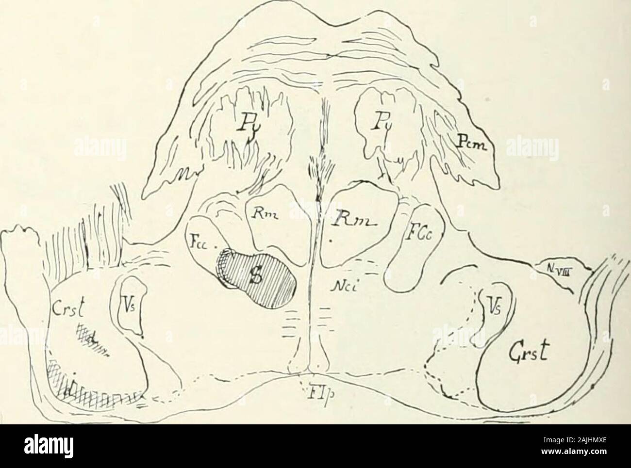 Supination and pronation hi-res stock photography and images - Alamy