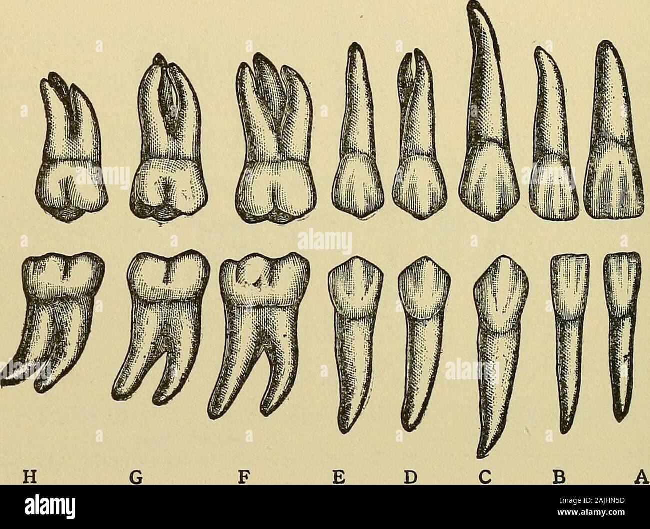 Care of the mouth and teeth; a primer of oral hygiene . A B C D E Fig