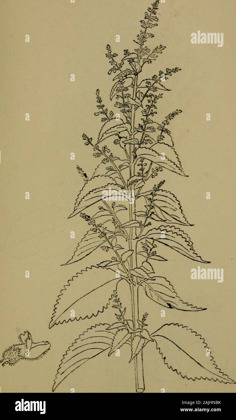 The flora of the Nilgiri and Pulney Hill-tops . D. R Fyso?i del. PLECTRANTHUS NILGHIRICUS Benth.  Nat. LABIATyE 461. D. R. Fyson del. PLECTRANTHTJS MACR^EI Benih. 462 LABIAT.E • Stock Photo