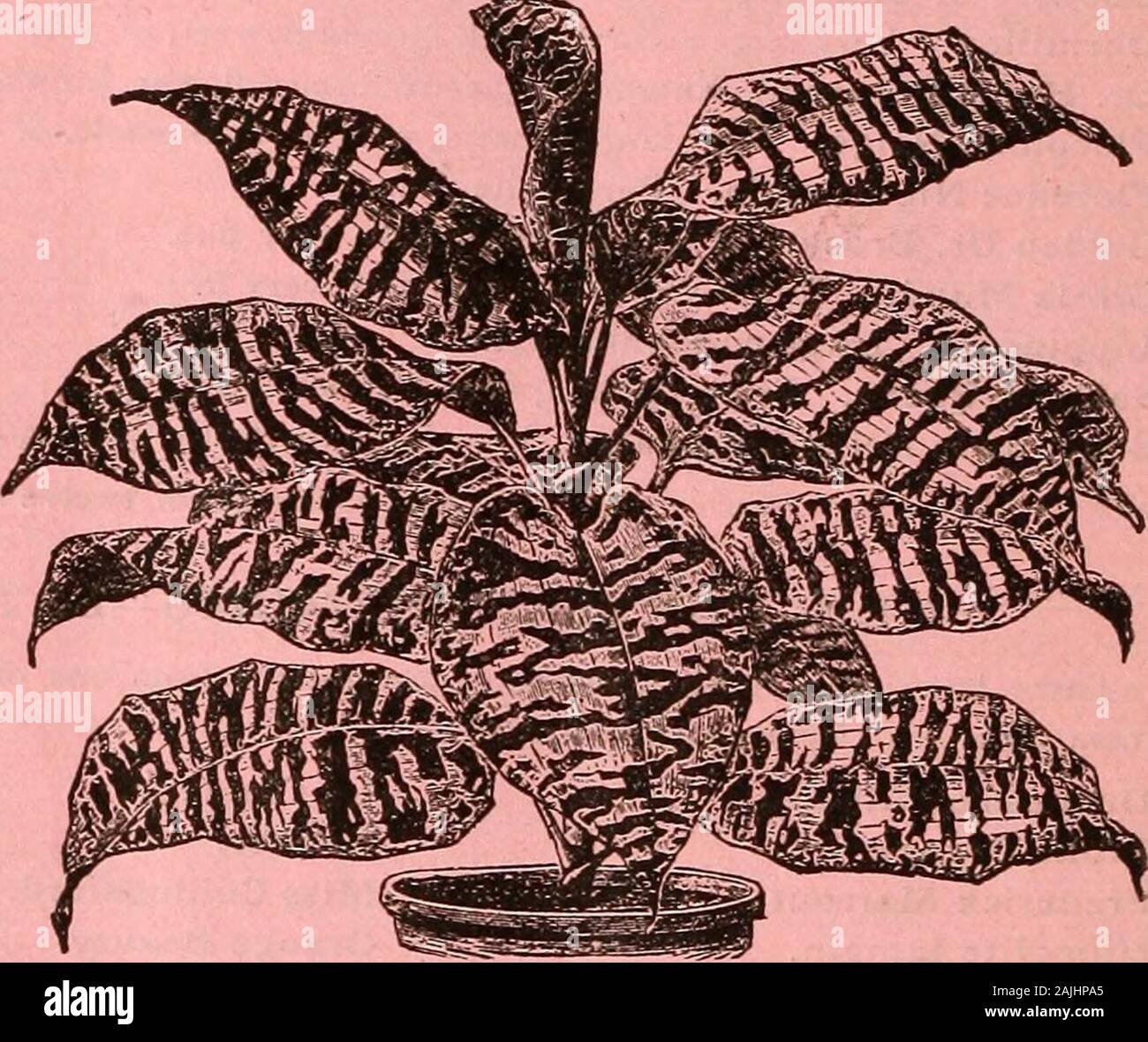 Dreer's garden calendar : 1884 . e base being dilated and sheathingthe stem. The blade of the leaf is marbled and irregularly banded ?with dark green and silver gray in altemate straight bands, the colors being about equally distributed. The back of the unfolded leaves and the stem where visible, are a pale reddish purple or wine color. It is, without doubt, one of the most superb of ornamental store plants, and indispensable in all first-class collections. $3.00 to jgio.oo. NEW DOUBLE FUCHSIAS. Joseph Rosaine. Very large scarlet tubesand sepals, corolla violet-blue, striped deepscarlet; very Stock Photo