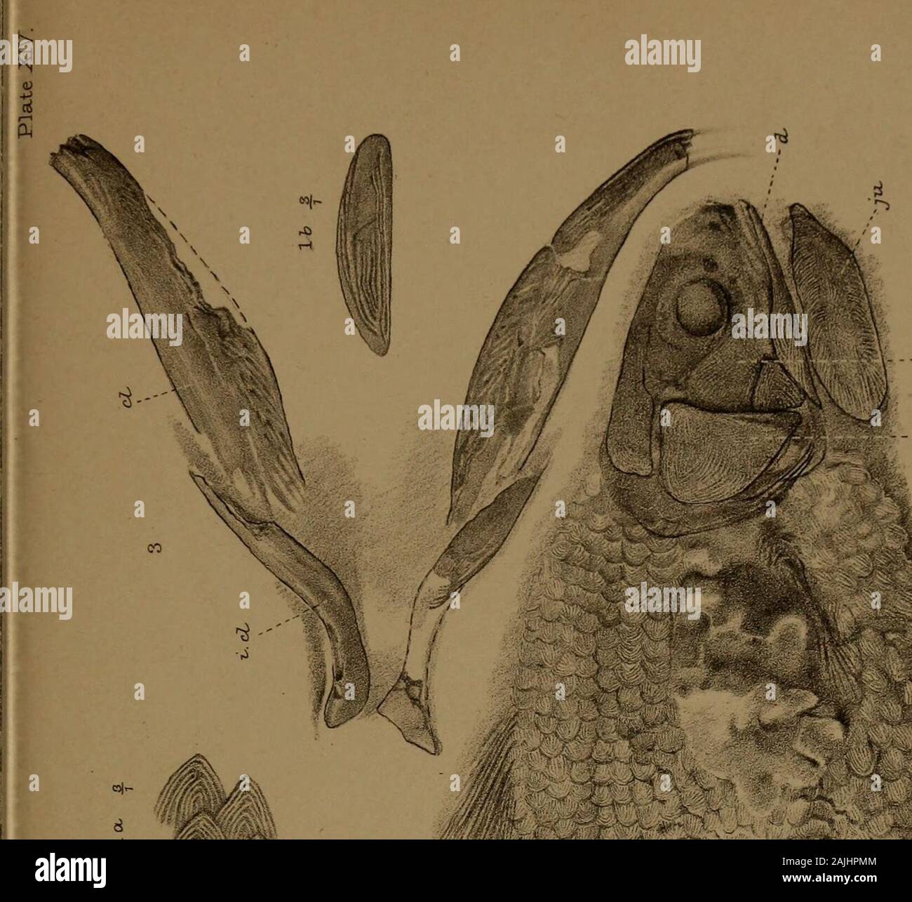 Catalogue of the fossil fishes in the British Museum (Natural History) .. . PLATE XIV.Fig. Page 1, 1 a, 1 b. Coslacanthus huccleyi, Traq.; lateral aspect, with scales (a) and jugular plate (6) enlarged three times.—Calciferous Sandstone ; Eskdale. [P. 4080 a.] 407 2, 2 a. Coelacanihus elegans, Newb.; lateral aspect, and impression of scales (a) enlarged three times.—Culm-Measures; Instow. d. Mandible, ju. Jugular plate.op. Operculum, x. Cheek-plates. [P. 5379, P. 6286.] 405 3, Macropoma mantelli, Ag.; pectoral arch, inferior aspect.— Chalk; Lewes, cl. Clavicle, i.cl. Infraclavicle. [28388.] 42 Stock Photo