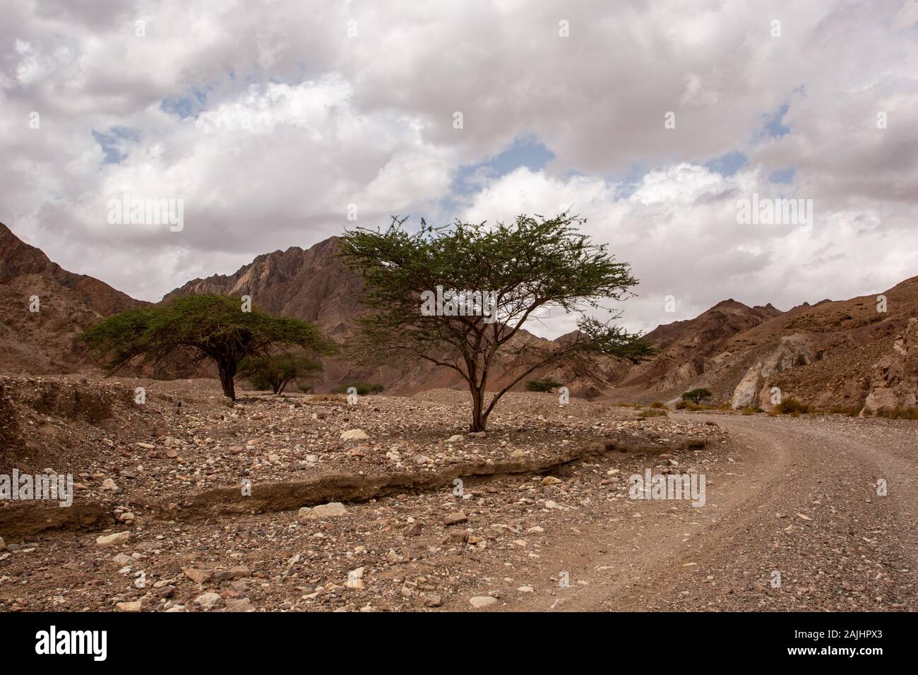 Acacia tree in the deserts of Israel Stock Photo