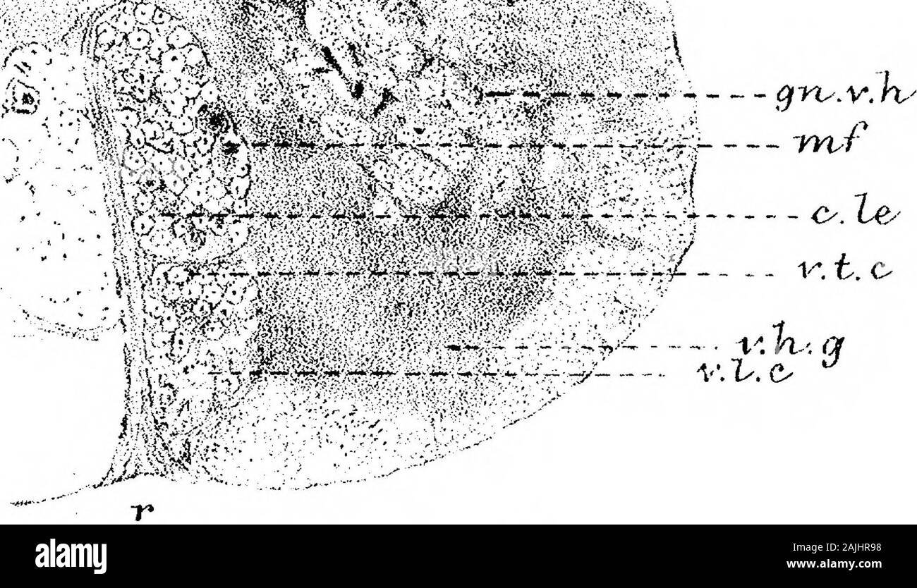 Contributions To The Anatomy Of The Central Nervous System In