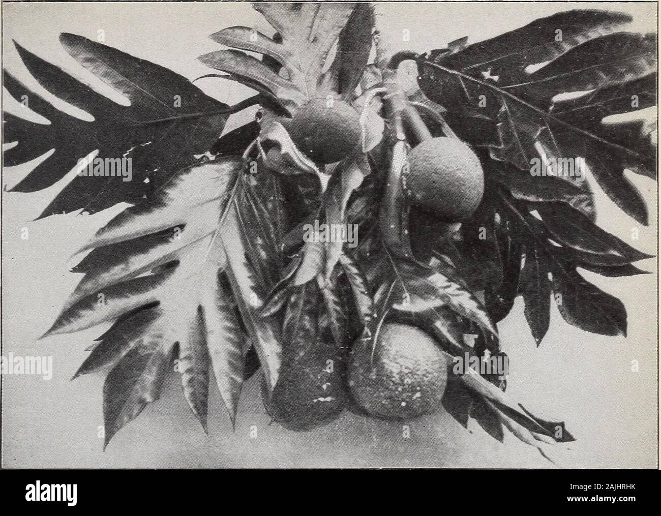 Report on the agricultural resources and capabilities of Hawaii . tia sepiaria.Garduia camoogia. Garrlnia mangostana—tree bearing since 1897 on Kauai.Garcinia spp.Mammea amerirrma. Durio zihdii in ij.&lt;—fruiting for several years.Cola acuminata—fruiting on Kauai.Theohroma cacao—doing well.Eryihroxylon coca (seed from Ceylon,1900). Averrhoa bilimhi (from Fiji, 1889).Averrhoa carambola.Citrus, numerous species.yEgle marmelos.Zizyphusjujuha. Vitis vinifera—two crops per year. Nephelium litchi. Nephelium longana—both in bearing.Nephelium (Pometia) pinnatum (severalsmall trees, from Fiji, Novembe Stock Photo