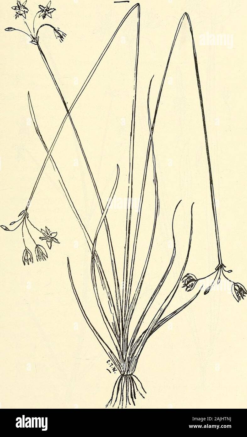 Comprehensive catalogue of Queensland plants, both indigenous and naturalised To which are added, where known, the aboriginal and other vernacular names; with numerous illustrations, and copious notes on the properties, features, &c., of the plants . 537 bis. Dracaena angustifolia, Roxb., var. Honoris, Bail. Plant reduced. CXXXV. LILIACE.E. 555- «fjf. 538. Thysanotus chrysantherus, F. v. M. 556 CXXXV. LILIACE^E. Stock Photo