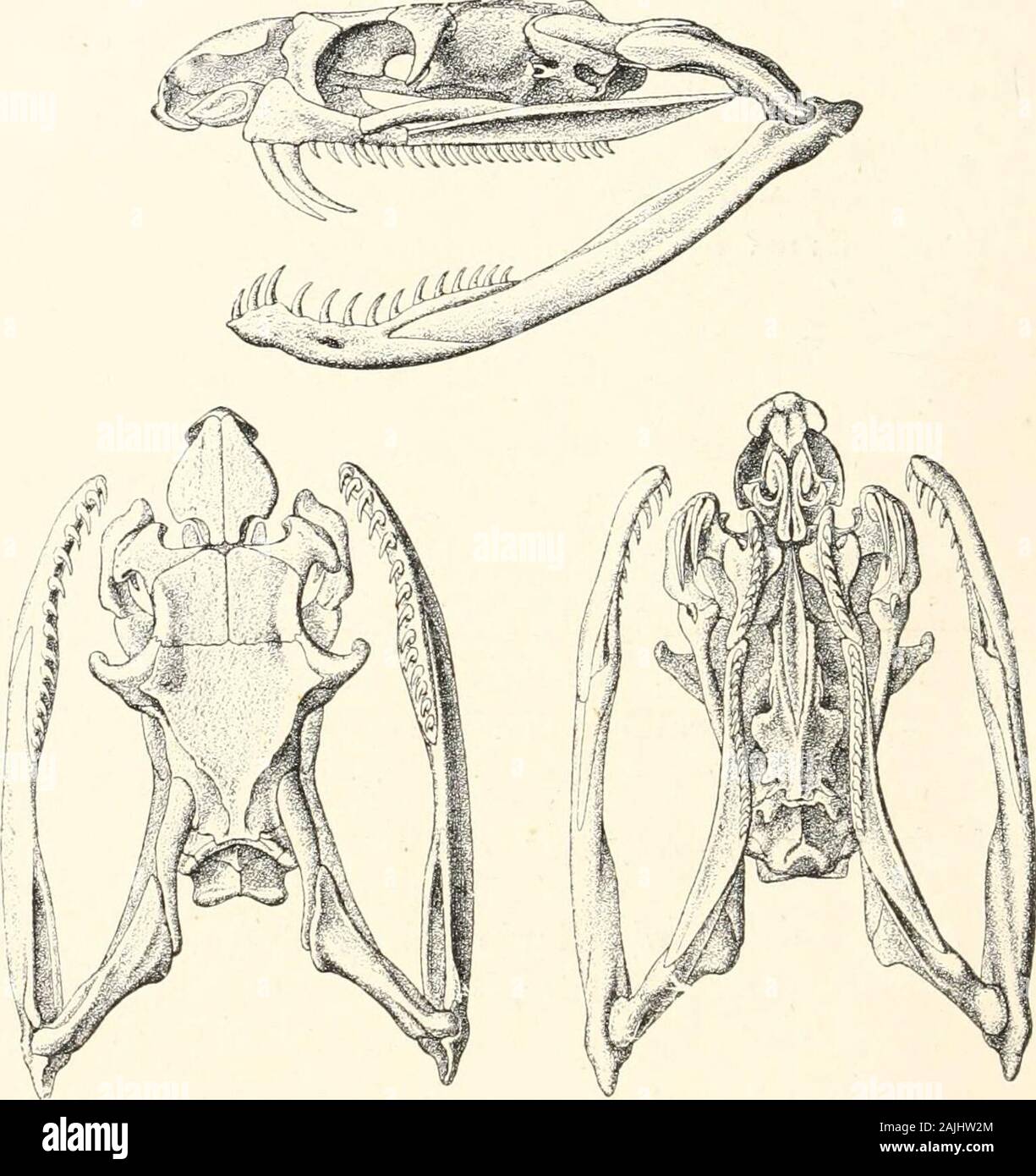 Venoms; venomous animals and antivenomous serum-therapeutics . a conical and pointed tail. Scales smooth, disposed obliquely, in15—25 rows. Ventral scales round. N. tyipudians (Cobra-di-CajJeUo). (Fig. 26.) Head small, covered with large shields, a frontal as long asbroad, a supraocular, a praeocular, 3 postoculars, 2 -f- 3 or 3 -|- 3temporals, 7 upper labials, 4 lower labials. Neck dilatable by theseparation of the first cervical ribs; 21—35 scales round the neck,17—25 round the middle of the body : 163—205 ventrals; 42—75subcaudals. Total length, 1,500—1,900 millimetres; tail 230. Coloration Stock Photo