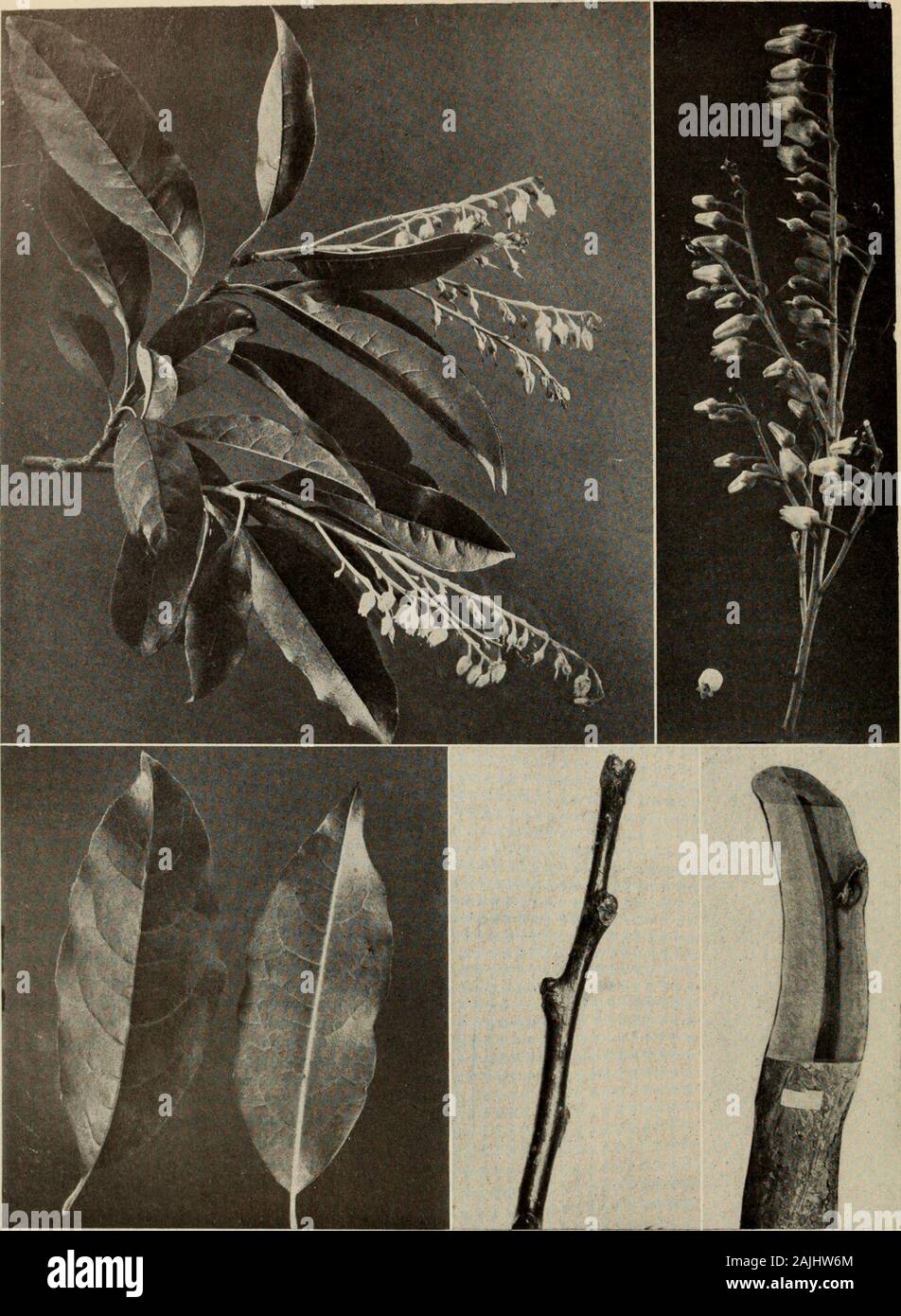 The tree book : A popular guide to a knowledge of the trees of North America and to their uses and cultivation . O 3 „, dfl .3 «o. THE SOURWOOD (Oxydendrum arboreum) This is a heath, as the long compound raceme of prim little flower bells and the dry little seed capsules prove. Thefoliage is a beautiful bronze-green in spring and becomes a vivid scarlet in autumn. The sour twigs and leaves allay the thirstof hunters lost in southern woods. Hardy to Boston, this little-known species deserves wide cultivation CHAPTER LVI: THE HEATHS THE RHODODENDRON AND THE MOUNTAIN LAUREL Family Ericaceae Trees Stock Photo