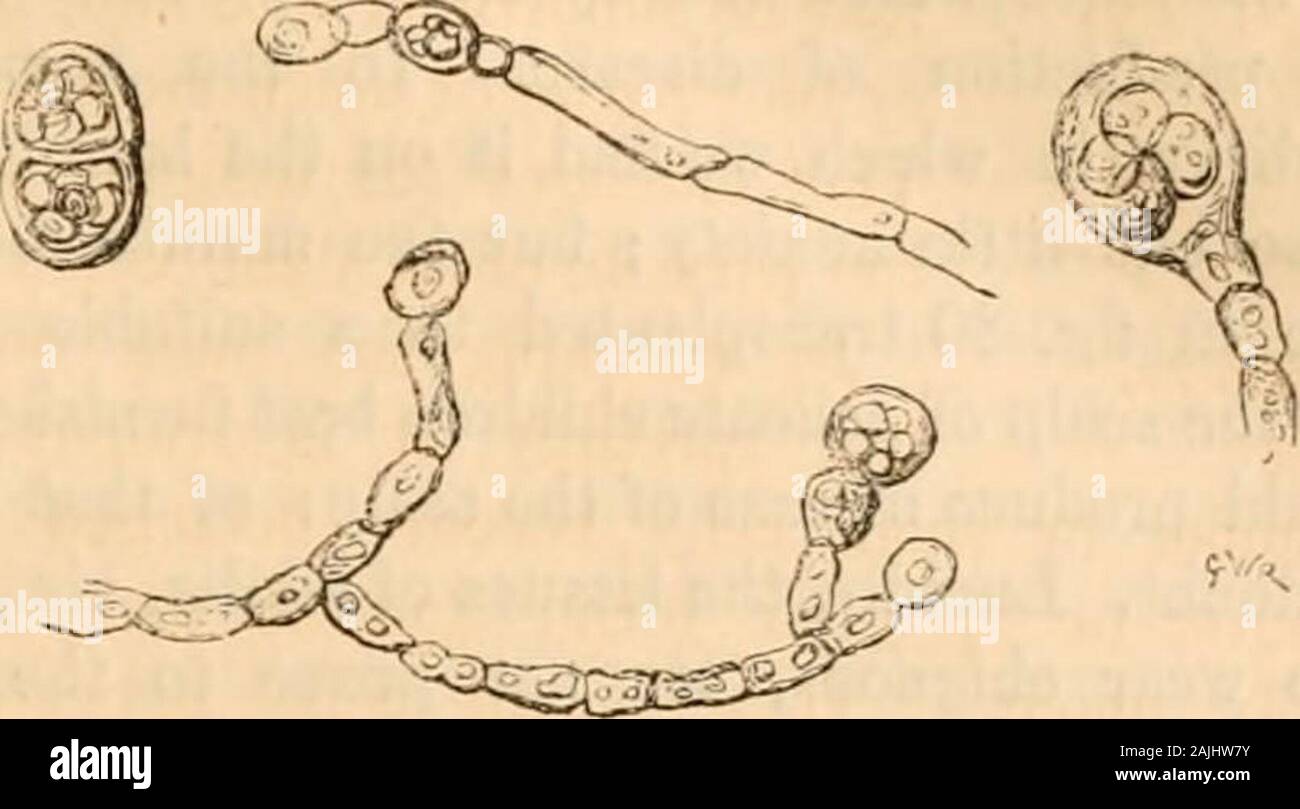 Hardwicke's science-gossip : an illustrated medium of interchange and gossip for students and lovers of nature . Fig. 84. The ends of the filaments seen in fig. 85 areanalogous, in fact identical with those forms whichI have figured in my work on parasitic diseases ofthe skin as resulting from the growth of oidium.The globose head containing spores, is an early stage of that represented in fig. 86. The doublecell figured on the left was of a green colour likemany others.. Fig. 85. Accompanying these appearances were, as in theformer case, cells—filled with smaller cells and Stock Photo