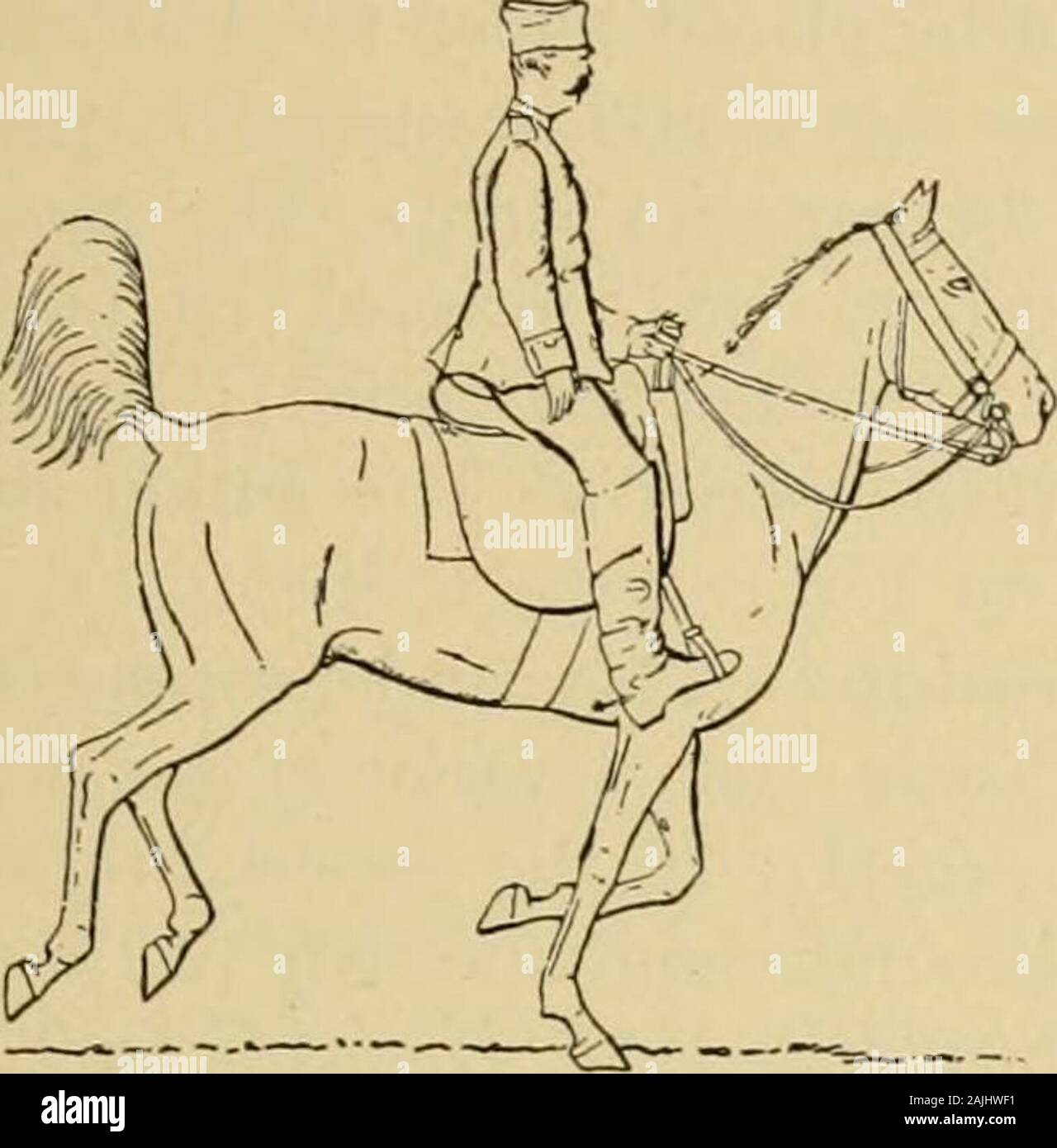 The exterior of the horse . ™ « M Ki- w m us BT- Fig. 247.—The full gallop (4th heat ; formation of Fig. 248.—The/wH gallop (end of the posteriorthe posterior right tripedal base). right tripedal ba.se). THE GAITS IN PARTICULAR. 555 soil and to gather {rassembler) the members under the body, the left infrunt of the right (Fig. 250). It is then that the projection takesplace ; the horse and the rider alike feel the effects ; both are more orless raised and projected forward.. ^^l^^^ &gt;i. ,« ,^ P ^ ^ Fig. 249.—The full gallop (anterior rightunipedal base). Stock Photo