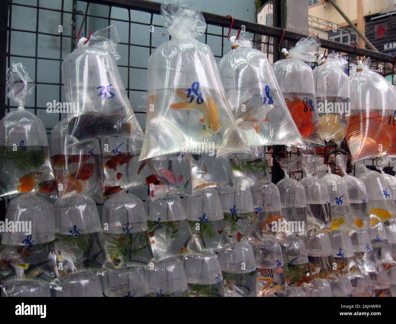 Aquarium fishes for sale at Goldfish Market, Hong Kong Stock Photo Alamy