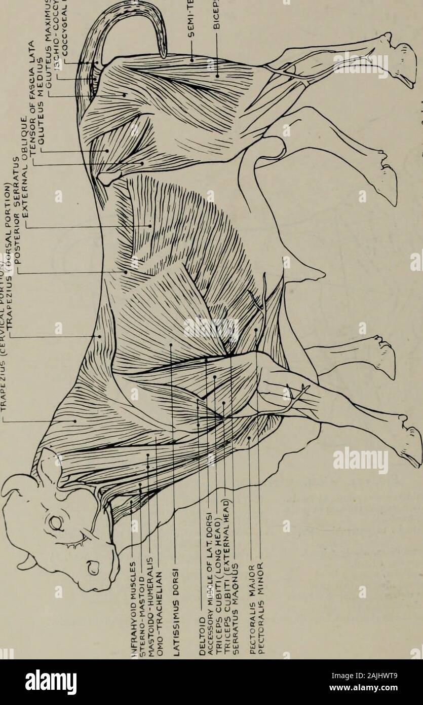 Modelling A Guide For Teachers And Students Zsno J J Q Q U O Q X1 C Ii C Be O Lt O 5r Cd 2