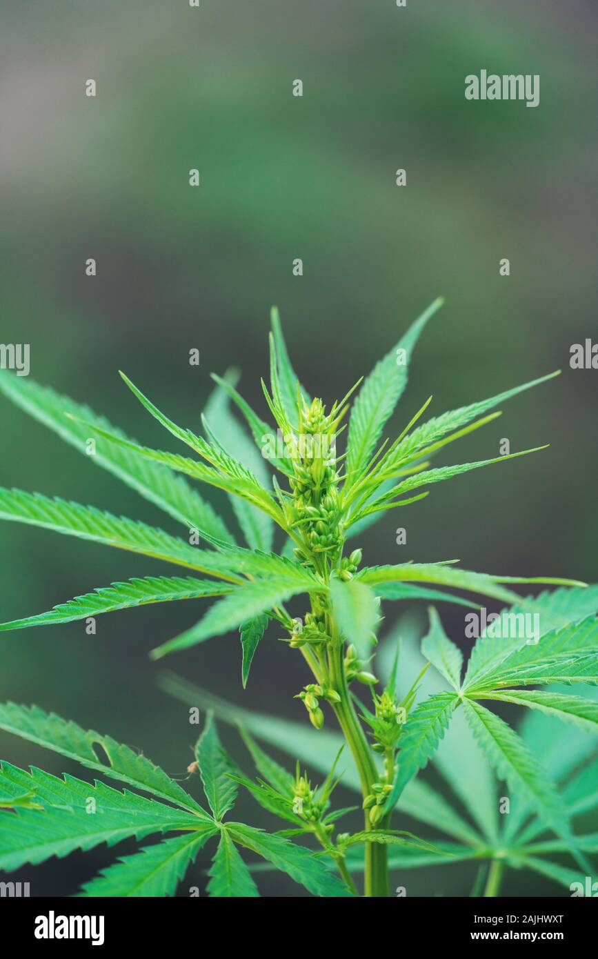 Close up male cannabis plant with pollen sacks Stock Photo