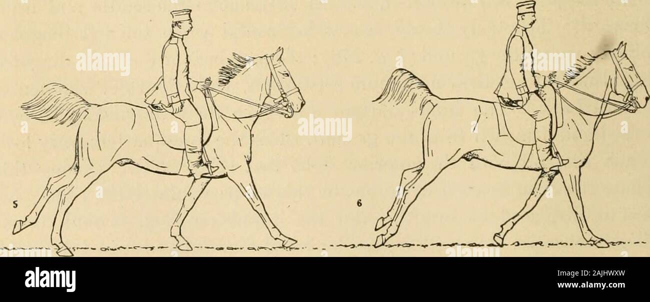 The exterior of the horse . pzEarscmiEa: E^ naZEHZECHr Fig. 245.—The full gallop (3d beat ; anterior lefttripedal base). fcia tsM BB tai-^ 5 Fig. 246.—The full gallop (left diagonal base).. ™ « M Ki- w m us BT- Fig. 247.—The full gallop (4th heat ; formation of Fig. 248.—The/wH gallop (end of the posteriorthe posterior right tripedal base). right tripedal ba.se). THE GAITS IN PARTICULAR. 555 soil and to gather {rassembler) the members under the body, the left infrunt of the right (Fig. 250). It is then that the projection takesplace ; the horse and the rider alike feel the effects ; both are m Stock Photo