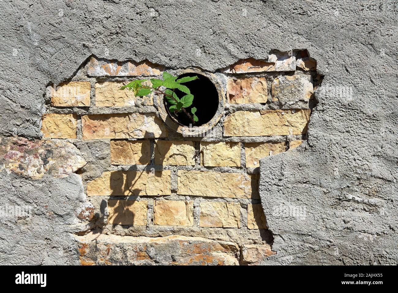 Broken parging reveals old stone wall with excess mortar and drain pipe with a hardly little plant trying to gain a foothold for growth. Stock Photo