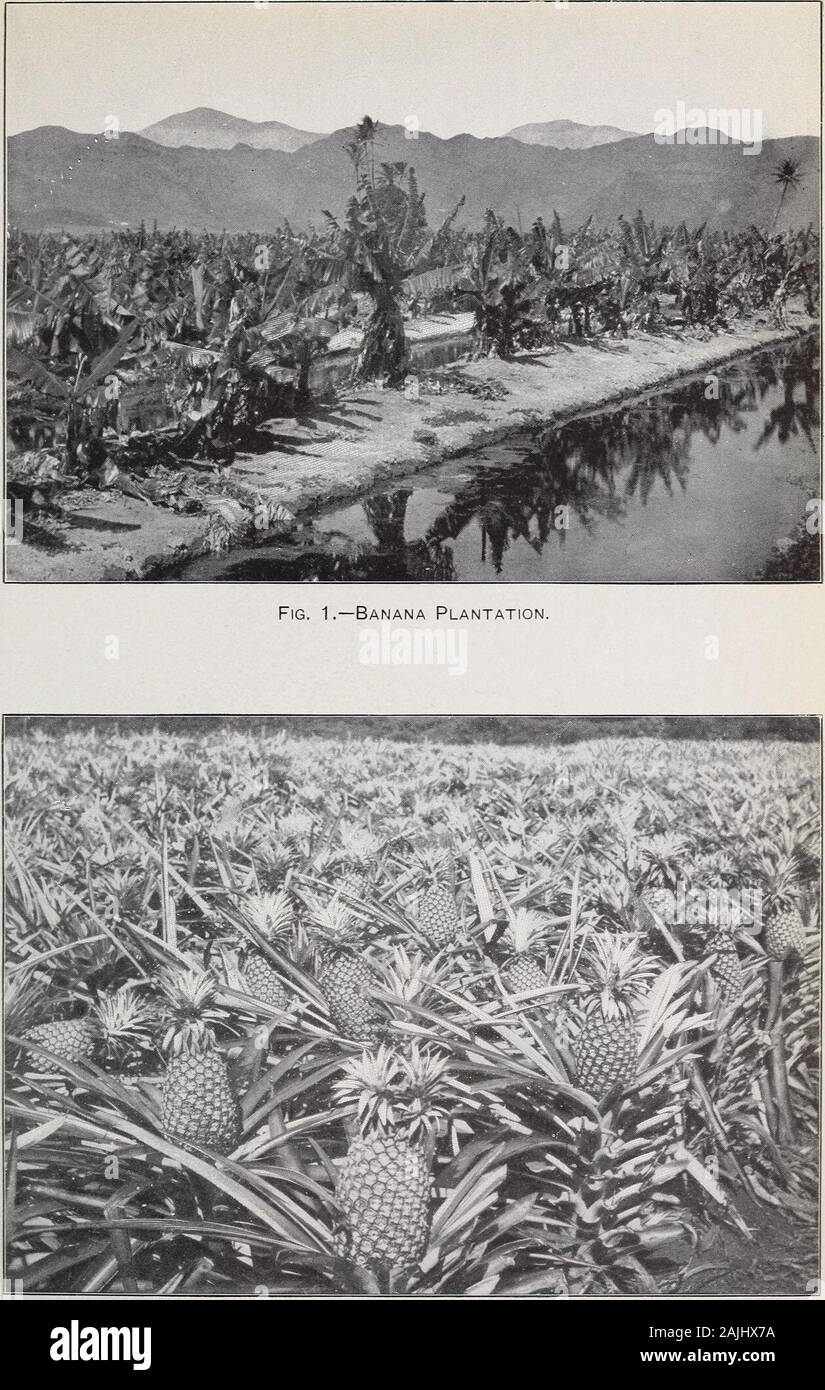 Report on the agricultural resources and capabilities of Hawaii . an elevation of over 300 feet, andthe rainfall in the city varies with the elevation. At the sea level theaverage is below that given in the following table: Record of the rainfall at Honolulu for the past sixteen years.[From daily readings at the residence of Mr. W, R. Castle. (Elevation, 50 feet).] Month. 1884. 1885. 1886. 1887. 1888. 1889. 1890. 1891. In. In. In. In. In. In. In. In. 1.07 0.06 0.38 5.85 0. 78 0. 87 2.00 1.19 February 1.68 .67 .94 13.04 1.98 . 77 9. 85 4.84 March 4.06 2.96 1.63 2.24 2.25 .38 7.83 .69 3.52 5.11 Stock Photo