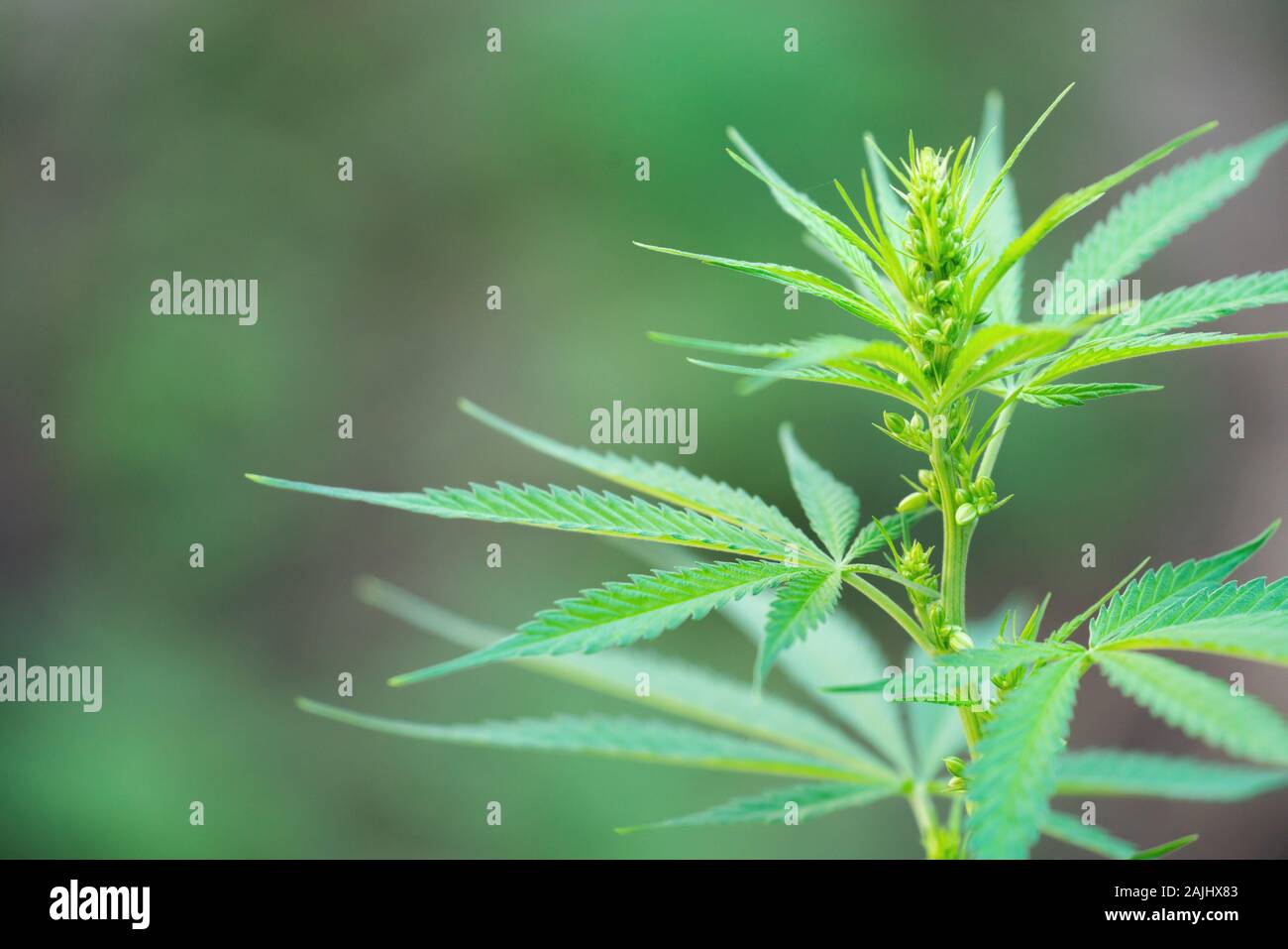 Close up male cannabis plant with pollen sacks Stock Photo