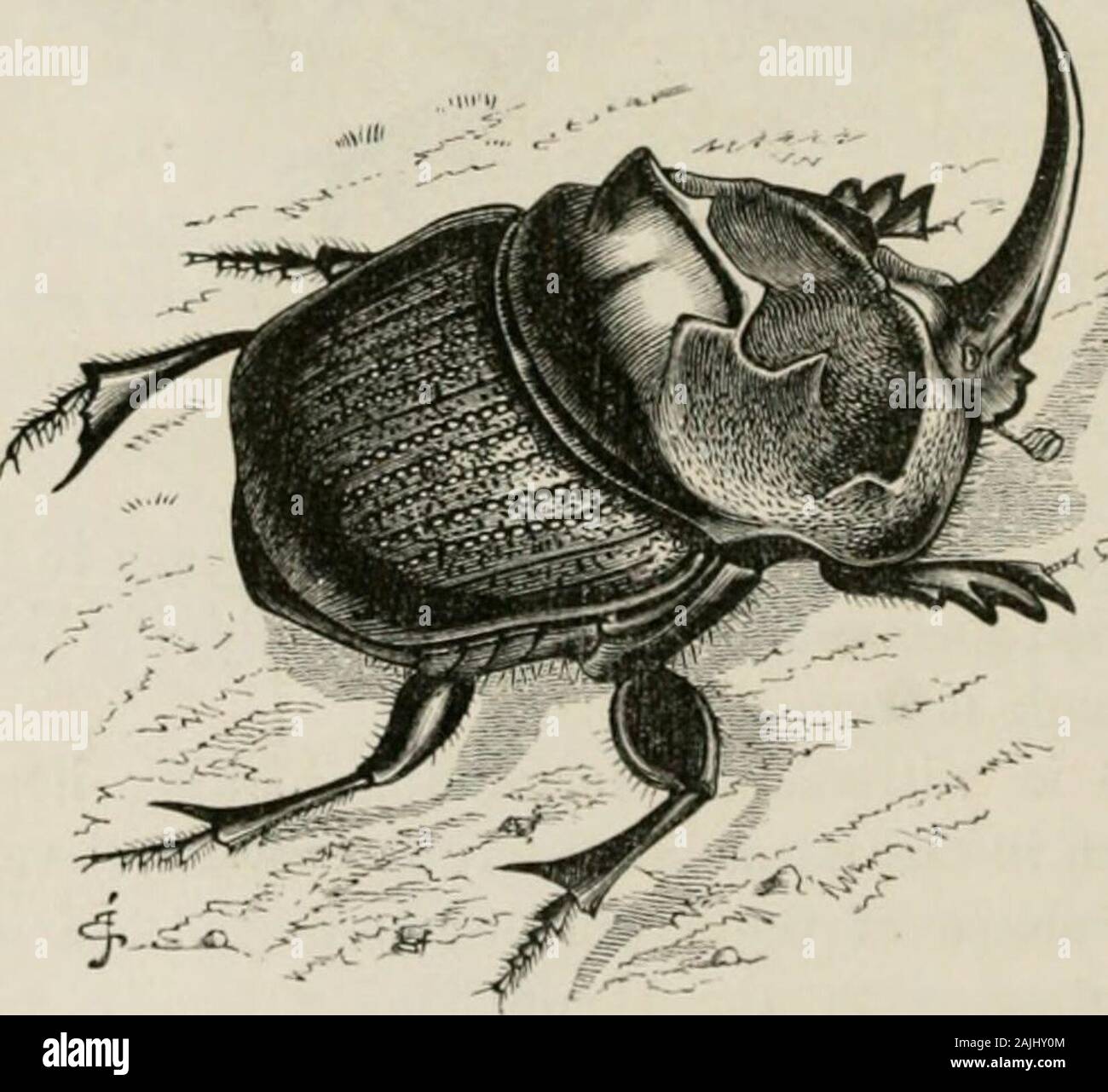 Tidia Insect Curved tibia hi-res stock photography and images - Alamy