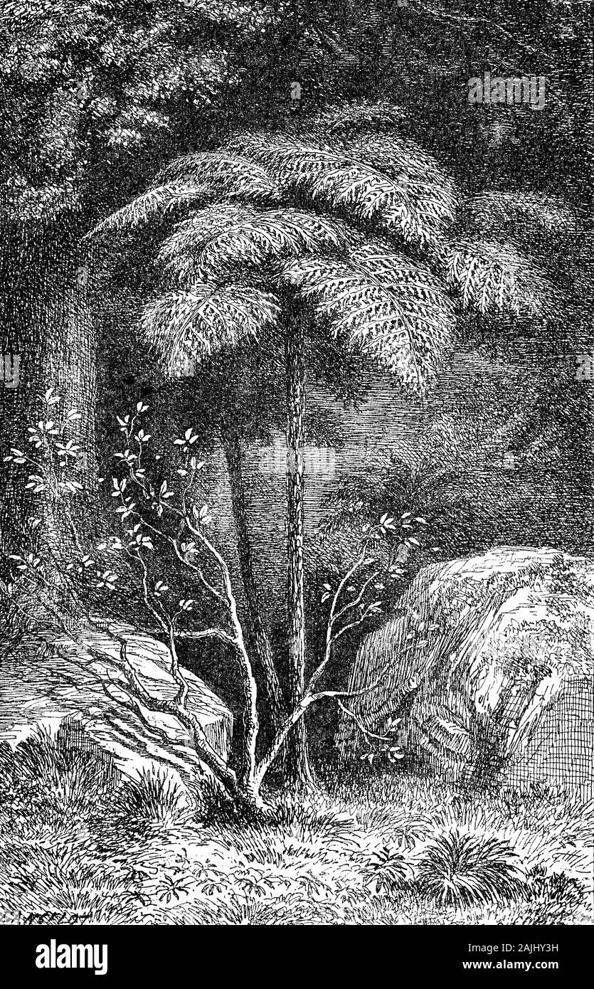Plants: Arborescent ferns of New Zealand forests. The rough tree fern (Dicksonia squarros) has a slender black trunk that is usually surrounded by many dead brown fronds. This species has a fast growth rate and produces few fronds, all of which sprout horizontally. Long, they're quite crisp to touch and form a small "umbrella" on top of the trunk. They are sometimes found sprouting from apparently dead pieces of trunk and another feature is the spreading underground rhizomes which can create dense groves, making it one of the most common tree ferns in New Zealand forests. Stock Photo