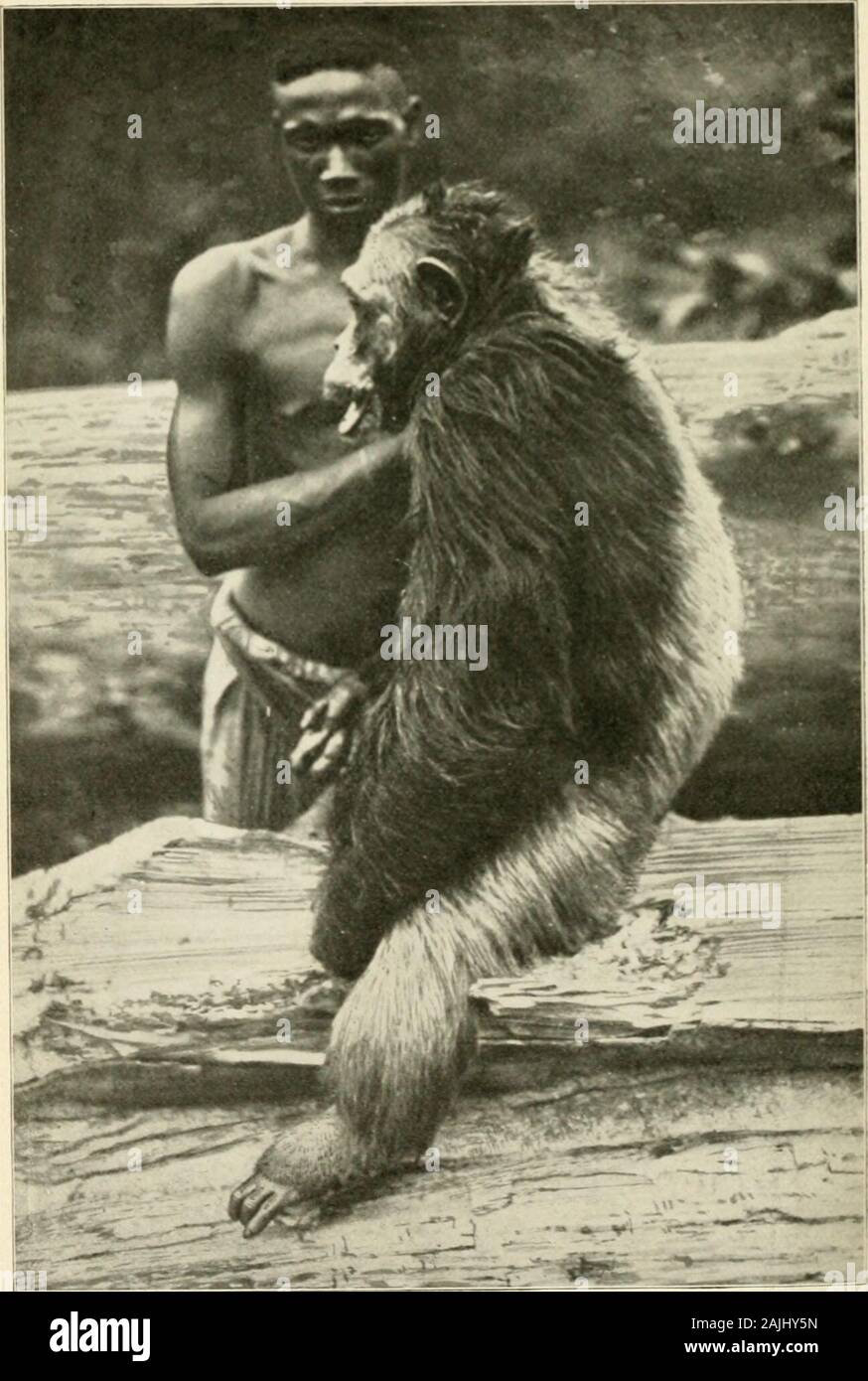 From the Congo to the Niger and the Nile : an account of The German Central African expedition of 1910-1911 . 154. Old Tchego. (Chimpanzee.) YUKADUMA TO ASSOBAM 159 work of carrying, displayed remarkable courage andendurance, never grumbling even under the greatesthardships. A few of the Bule boys subsequentlyproved first-rate assistants in collecting and preserv-ing specimens; Mildbraeds botanical assistant,the admirable Ekomeno, was familiar with a greatmany plants, and was particularly clever in dis-covering those that were new to his masters. Buthis powers of observation were at least equa Stock Photo