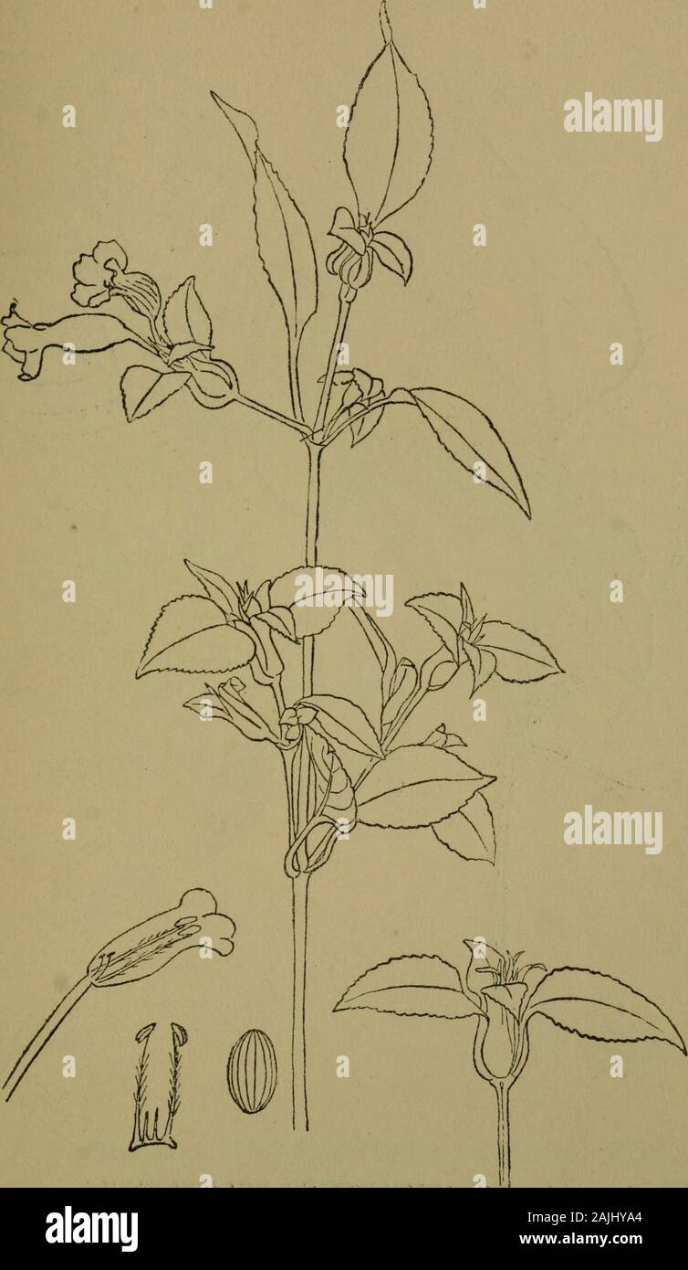 The flora of the Nilgiri and Pulney Hill-tops . D, R. Fyson del KLUGIA NOTONIANA DC, ACANTHACE^ 451. D, R. Fyson del STROBILANTHES FOLIOSUS T. Andres, 452 ACANTHACE/E Stock Photo