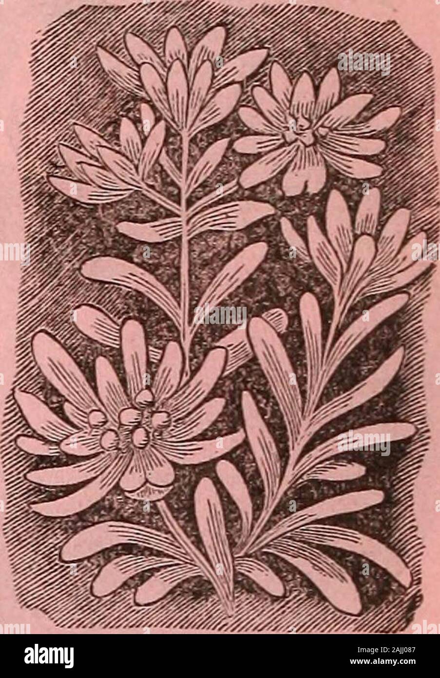 Dreer's garden calendar : 1884 . SINGLE DAHLIA. gnaphalium leontopouifm(edelweiss.) ^^^- grow in aboiit a fortnight; replanted and putin a cool frame, they will be fit for plantingout of doors in about six weeks. Any goodgarden soil, not too stiff, will be sufficient,and a good place moderately exposed to thesun will suit them. In the winter a thincover of jeaves w-ill be of use. 2^ cts.GAILLARDIA, Picta Lorenziana. Thisis a new charming profuse-flowering so-called double variety, although in the bo-tanical sense of the word it is not double,but entirely distinct from the single-flower-ing. We Stock Photo