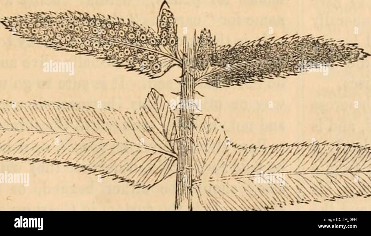 Hardwicke's science-gossip : an illustrated medium of interchange and gossip for students and lovers of nature . ....... ..a**^ Fig. 71. American Shield Fern (Potystk-hum acrostichoides). {Woodsia mollis) and Perrins Woodsia {Woodsiaobtusa) are both hardy, and very desirable for anopen-air fernery.Finally we might commend an American Shield Fig. 72. Cyrtomium falcatum. It is the more desirable as it serves to illustrate agenus of which we have no indigenous species.It is quite possible that some species has beenomitted which is equally hardy,and equally worthy with the fore-going for out-door Stock Photo