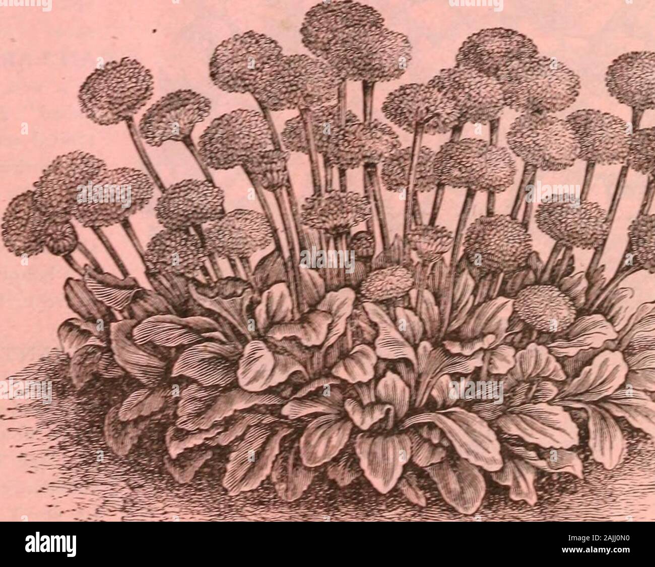Acroclinium High Resolution Stock Photography And Images Alamy