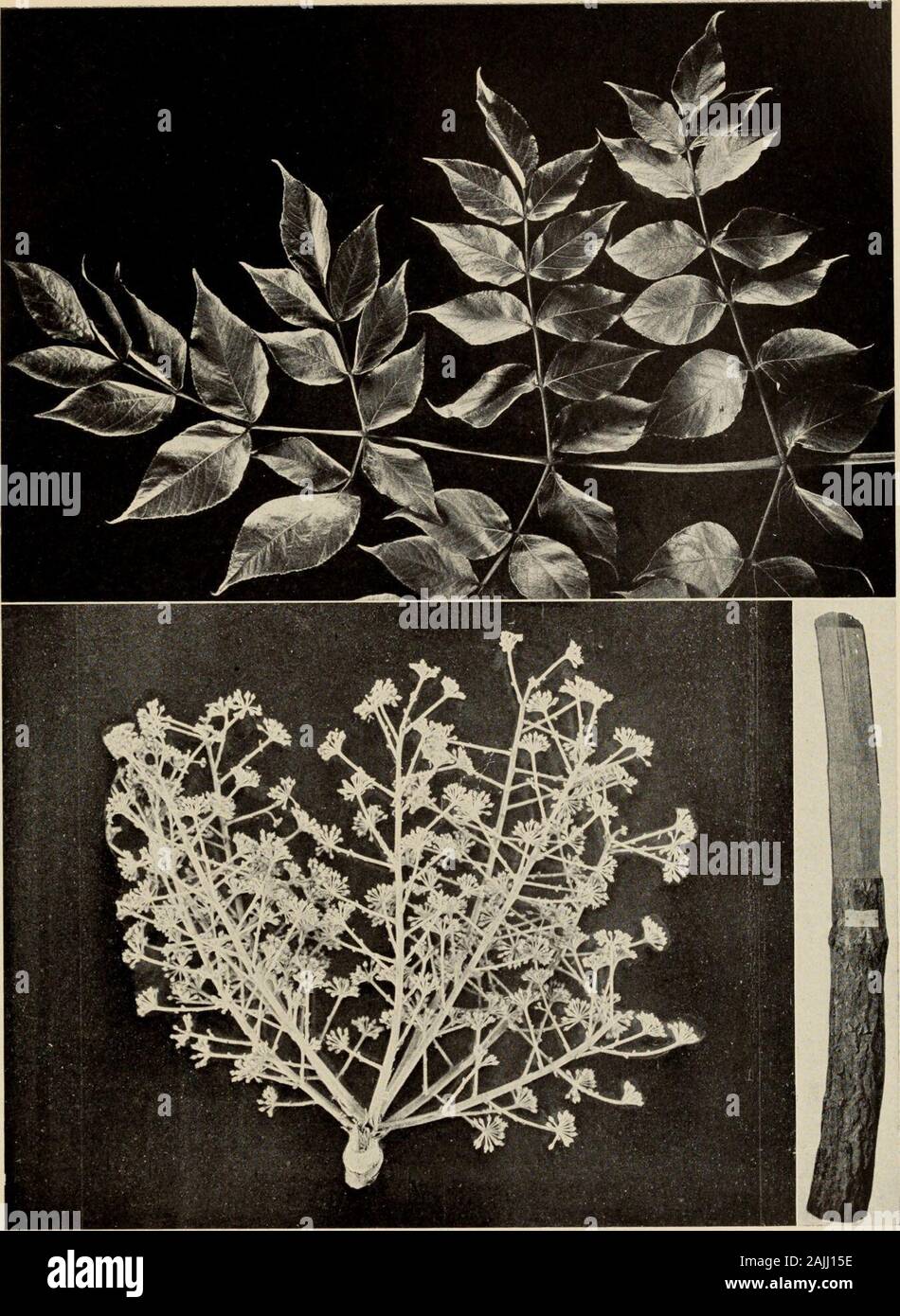The tree book : A popular guide to a knowledge of the trees of North America and to their uses and cultivation . h club-like branches, 25 to 35 feet high,or an unbranched shrubby cluster of shoots from undergroundstems, 6 to 15 feet high in one season. Bark dark brown, furrowedby wide, shallow cracks between rounded ridges. Wood light,brittle, pale brown, soft. Buds: terminal, large, blunt; lateral,flat, small, triangular. Leaves clustered near top of branch, 3to 4 feet long, 1 to i feet wide, twice compound, on stout,spiny petioles; leaflets oval, pointed, with toothed margins;yellow in autu Stock Photo
