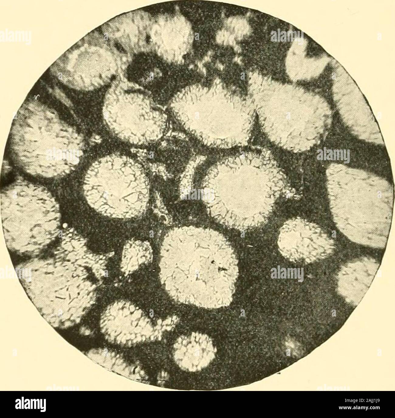 The foraminifera: an introduction to the study of the protozoa . a in any country. The absence ofthese organisms is very remarkable, for the condi-tions under which the deposits of Devonian age withthe marine facies were laid down seem to be espe-cially favourable for the existence of Foraminifera.The usual concomitants of foraminiferal depositsare greatly in evidence in Devonian rocks, such ascorals, ostracoda, and oolitic-granules, but neverthe-less the Foraminifera are strangely wanting. This singular paucity of Foraminifera in theDevonian strata is strongly emphasised by the appa-rently su Stock Photo