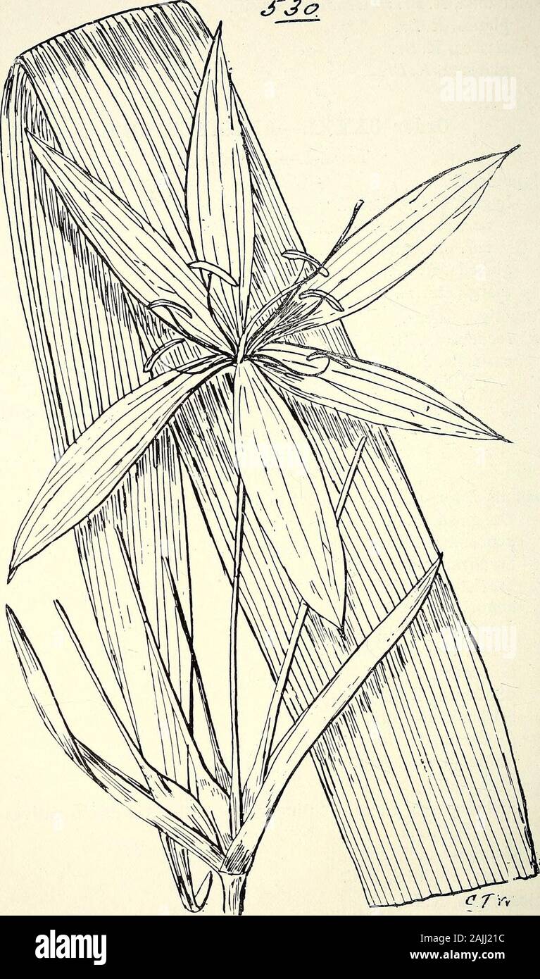 Comprehensive catalogue of Queensland plants, both indigenous and naturalised To which are added, where known, the aboriginal and other vernacular names; with numerous illustrations, and copious notes on the properties, features, &c., of the plants . ta, R. Br. Order CXXXI.— AMARYLLIDEJE. Tribe I.—HypoxideyE.Hypoxis, Linn. hygrometrica, Labill.var. pratensis, Benth.var. elongata, Be nth.glabella, R. Br.marginata, R. Br.Curculigo, Gcertn.recurvata, Ait. ensifolia, R. Br. — Harpea of Dunk Island, Yuara ofPalmer River, Jool-lun of Butchers Hill, U-o-ba ofAlorehead River, Un-dor-a of Musgrave Rive Stock Photo