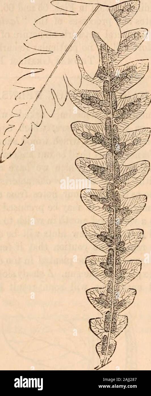 Hardwicke's science-gossip : an illustrated medium of interchange and gossip for students and lovers of nature . Fig. 6. Ostrich Fern. The Royal Fern is a great favourite, and so wouldbe its foreign relatives if they were better known.The Cinnamon Osmund [Osmunda cinnamomea) fromNorth America, is equally beautiful, and quite dis-tinct in appearance. So also is Claytons Osmund{Osmunda Claytoniana), another hardy North Ame-rican species. Either of these would flourish in theopen air, and prove a great acquisition to any onewith room to grow them. 84 HARDWICKES SCIENCE-GOSSIP. [April 1,1867. The Stock Photo