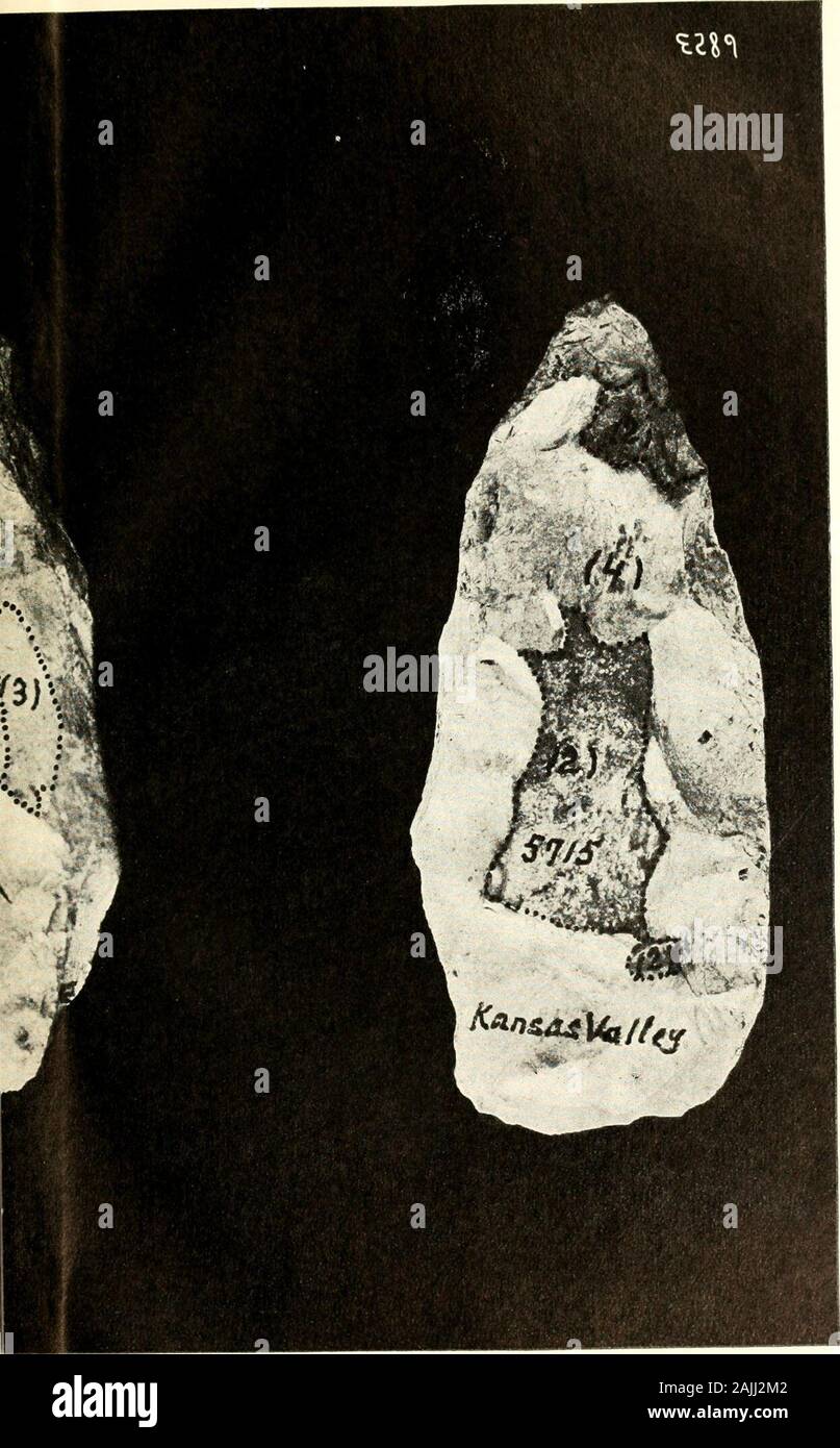 The weathering of aboriginal stone artifacts, no 1 : a consideration of the paleoliths of Kansas (illustrated by 20 figures and 19 half-tone plates) . CELT SHOWING THREE PLATE XVIII.. ATHER DATES. PAGE 123. EXTRE:rEs OF cur/rnRE. 125 seen a little batterin,^ al ihc ends. The use of suchcelts seems to have been more like that of a knife,althouiijh still it ma - have been more like repeatedliL;ht blows than like strokes of a knife. E.rphinafioii nf Plate XII. This jdale shows the extremes of culture, evincednot onl}- by the differences of patination but by the dif-ferent types of implements, i Stock Photo