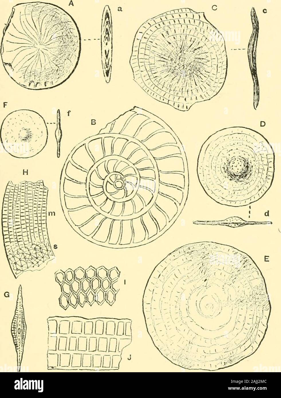The Foraminifera An Introduction To The Study Of The Protozoa Ing Based On External Form Alone 248 The Foeaminifeka Explanation Of Plate 14 Fig A A Nummulites Elegans Sowerby Sp A