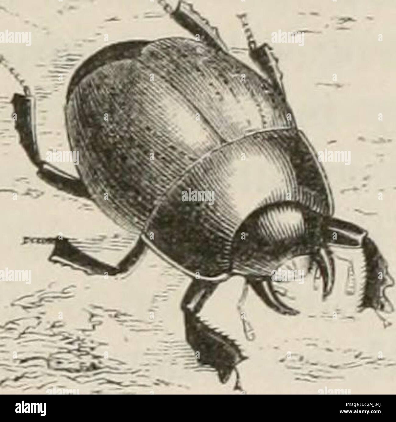 Insects abroad : being a popular account of foreign insects, their ...