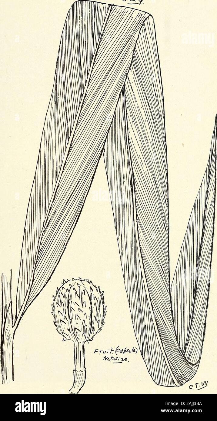 Comprehensive catalogue of Queensland plants, both indigenous and naturalised To which are added, where known, the aboriginal and other vernacular names; with numerous illustrations, and copious notes on the properties, features, &c., of the plants . 528. Habenaria Banfieldii, Bail. (A) Flower enl., (b) bract, (s) spur, (B) labellum enl CXXVIIT. SCITAMINE/E. 541 s^&lt;?. 529. Amomum Dallachyi, F. v. M. 542 CXXIX. H^MODORACE^.—CXXX. IRIDACE.E. Elettaria, White. Scottiana, F. v. M. — Jiddo of Bloomfield and Bija ofJohnstone River natives.Aipinia, Linn. — Hellenia, Willd.racemigera, F. v. M. cser Stock Photo