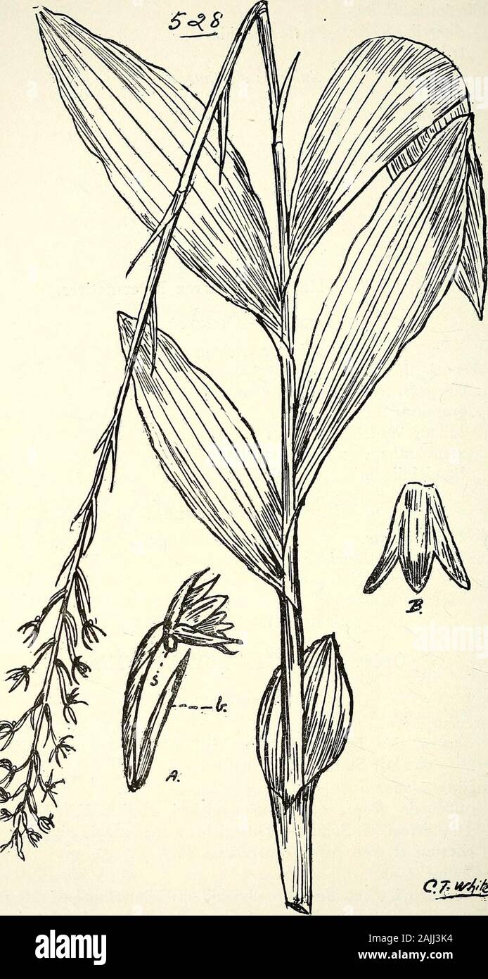 Comprehensive catalogue of Queensland plants, both indigenous and naturalised To which are added, where known, the aboriginal and other vernacular names; with numerous illustrations, and copious notes on the properties, features, &c., of the plants . etle Orchid,trilabra, Fitzg. Subtribe Arethusece.Pogonia, Juss. uniflora, F. v. M. holochila, F.v.M. Dallachyana, F. v. M. pachystomoides, F. v. M.Gastrodia, R. Br. sesamoides, R. Br. ovata, Bail.Epipogum, Gnicl. nutans, Lindl.— Alaapa of Barron River natives. Tribe IV.—Ophryde/E. Subtribe Habenariece.Habenaria, Willd.elongata, R. Br.graminea, Lin Stock Photo