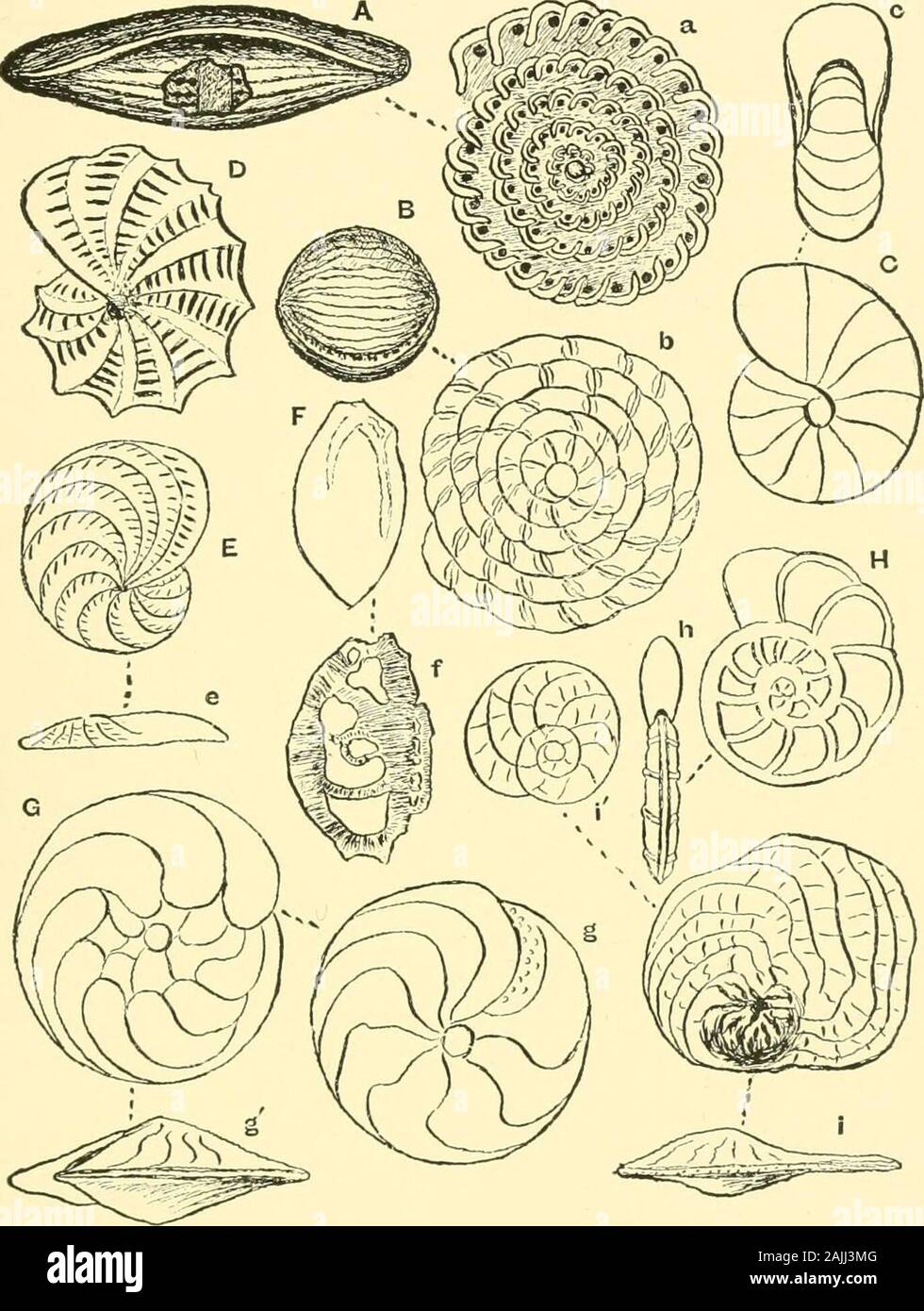 Polystomella High Resolution Stock Photography And Images Alamy