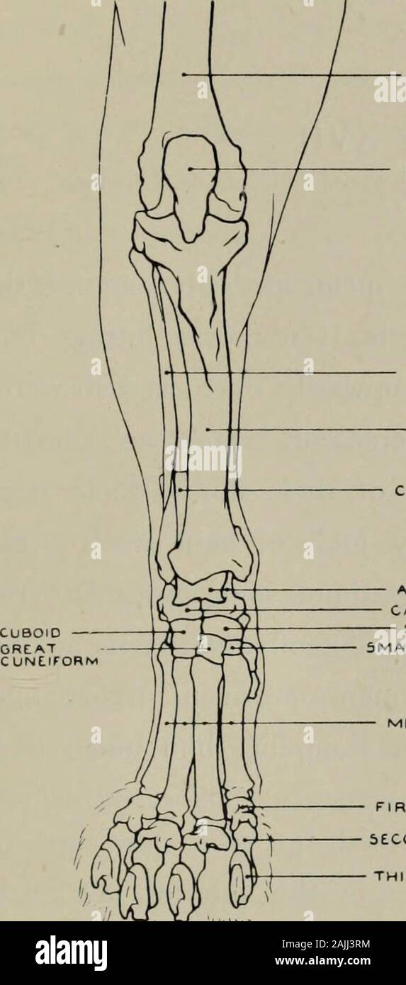 Modelling; a guide for teachers and students . Fig. 114.—Hind-leg. Anterior  Aspect. Myology. ATTACHMENTS OF MUSCLES. Gracilis (origin) pubis and  inferior surface of ilium : (insertion) tibia and aponeurosis 01lep;.  Sartorut.s (o.)