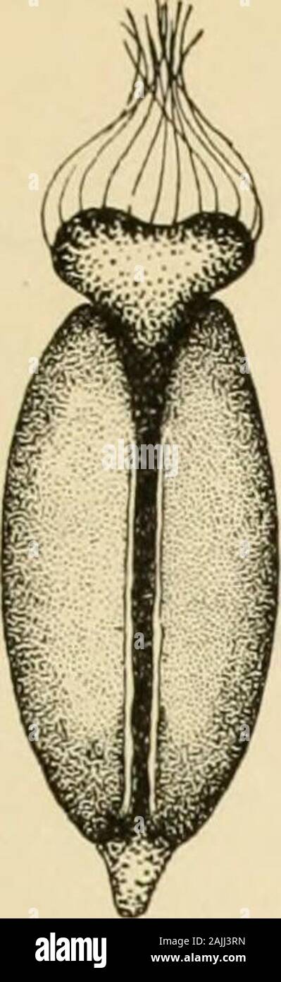 The oyster industry . Fig. 40. Fijr. 41. Fi.r. 42. Figures of tlio egg of the oy.ster ami tlie young oyster in progressive stages of growth, illustrating the studies of Dr. V. K. Brooks. IFnini llic report uf T. B. Ferguson, lonimissioncr ul tialieries for Maiylaiiil.J Plate XL. Monograph- O VSTER- IJVD USTR F.. s st Vig. 43. Stock Photo