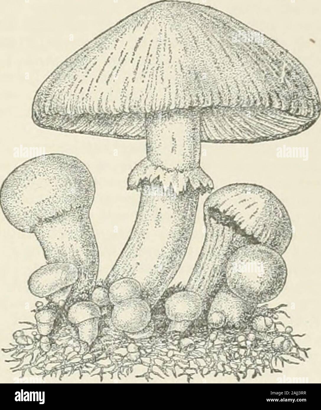 The Americana; a universal reference library, comprising the arts and sciences, literature, history, biography, geography, commerce, etc., of the world . FlG. miliaria meltea attached tothe filamentous plant; sev-eral young fruits at theleft. Considerably reduced.. Fig. 29.— Agaricus campestris, the cultivated mush-room, showing several stages of development. decay for many years. Some of the species areperennial, adding successive layers of pore tissueto their fruits for some years. ECONOMIC REL.-^TIONS OF FUNGI. The economic relations of the fungi are ofgreat importance. Some are edible, and Stock Photo