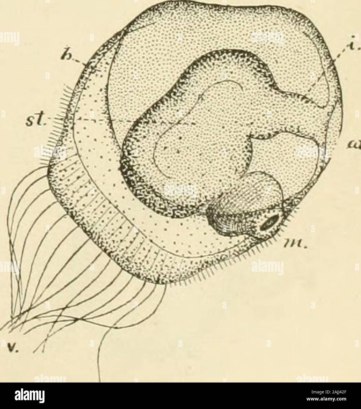 The oyster industry . Fig. 40. Fijr. 41. Fi.r. 42. Figures of tlio egg of the oy.ster ami tlie young oyster in progressive stages of growth, illustrating the studies of Dr. V. K. Brooks. IFnini llic report uf T. B. Ferguson, lonimissioncr ul tialieries for Maiylaiiil.J Plate XL. Monograph- O VSTER- IJVD USTR F. Stock Photo
