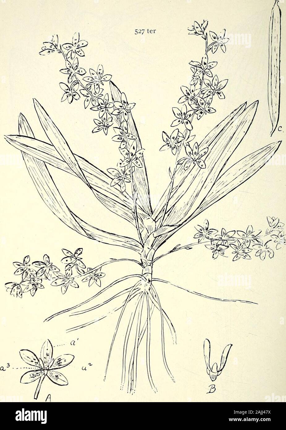 Comprehensive catalogue of Queensland plants, both indigenous and naturalised To which are added, where known, the aboriginal and other vernacular names; with numerous illustrations, and copious notes on the properties, features, &c., of the plants . C&ksdi 527. Sarcochilus platystachys, Bail. 534 CXXVII. ORCHIDE^.. C. t wA,/-& 527 ter. Sarcochilus Weinthalii, Bail. (A) Flower, enl., (ai) dorsal sepal, (a.2) petals, (a3) labellum, (B) labellum, enl.(C) capsule, nat. size. CXXVII. ORCHIDE^. 535 Tribe II.—Vande^z. Subtribe I.—Eulophiece.Eulophia, R. Br. venosa, Reichb. = Dipodium venosuin, F. v. Stock Photo