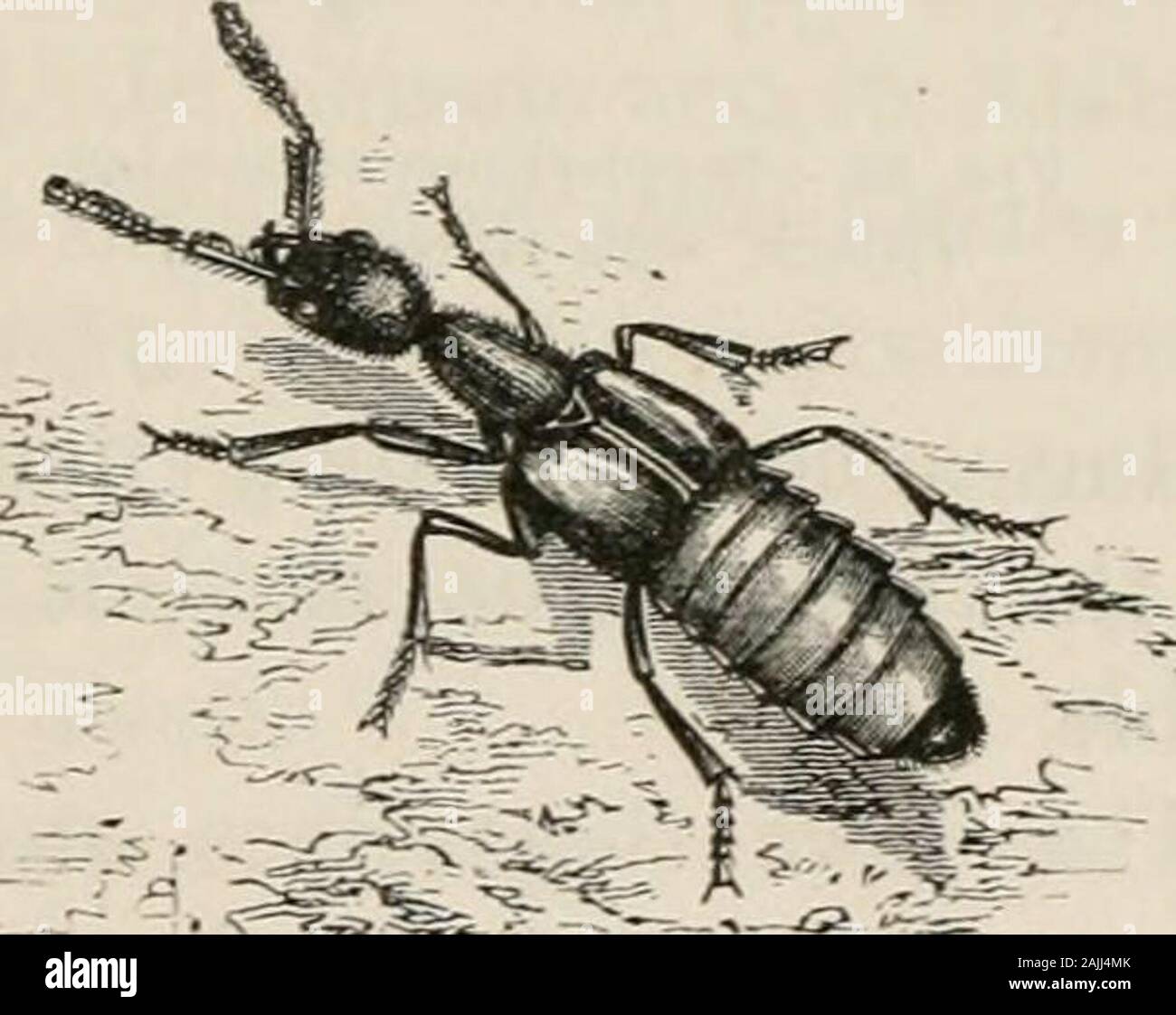 Insects abroad : being a popular account of foreign insects, their ...