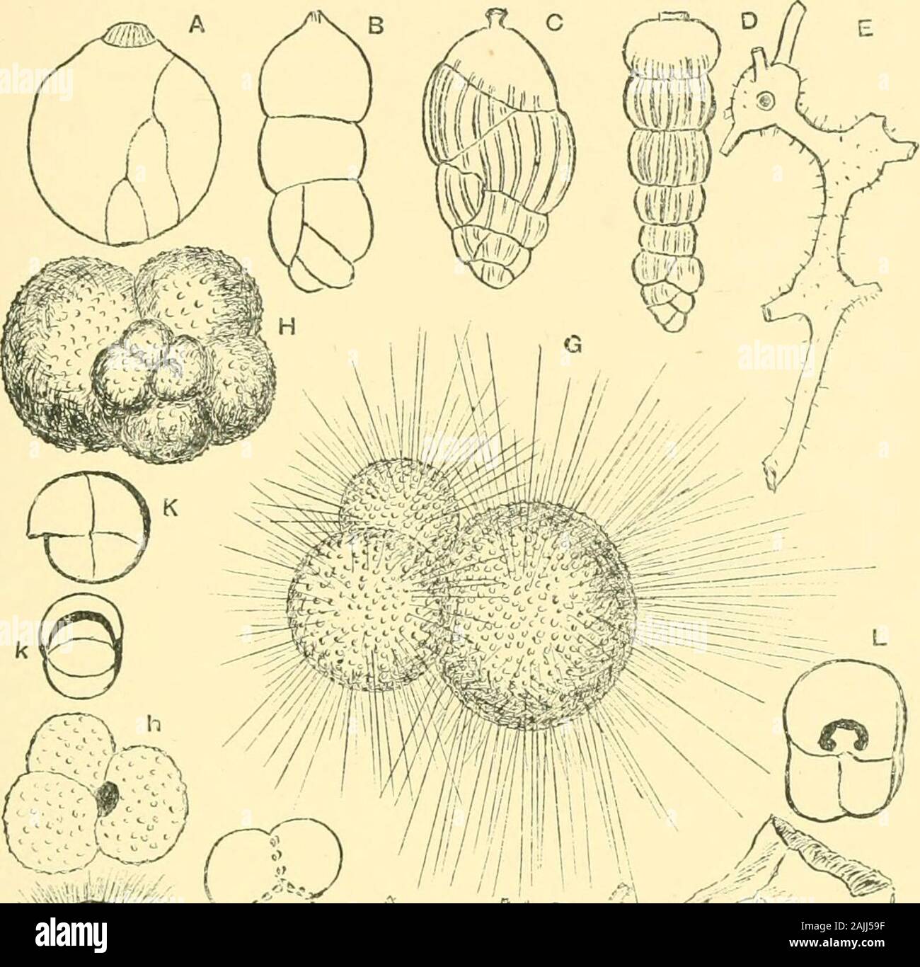 The foraminifera: an introduction to the study of the protozoa . been found in theS. Atlantic and in the N. and S. Pacific Oceans.At Funafuti, in the S. Pacific, it has lately been foundin dredgings from depths of 50 to 60 and 200 fathoms.(Plate 11, figs. M, 7;^.) 210 THE FORAMINIFEEA EXPLANATION OF PLATE 11. Fig. A. Polijmorijliina gihha, DOrbigny (after Goes), x .16. B. Dimorpliina tuberosa, DOrbigny. x 25. C. TJvigerina pygmcea, DOrbigny (after Goes), x 12. D. Sagraiiia striata, Schwager (after Brady). x 80. E. Bamuliiia globulifera, Brady, x 35. F. Vitriwebbiva la-vis, Sollas sp. x 17. G. Stock Photo